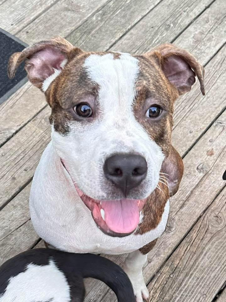 Enlarge Maverick, a Adoptable mixed breed in Sugar Grove, IL image 2/4