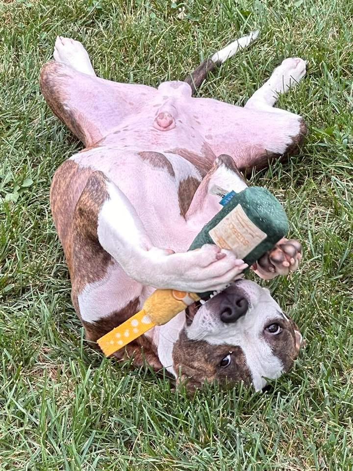 Enlarge Maverick, a Adoptable mixed breed in Sugar Grove, IL image 3/4