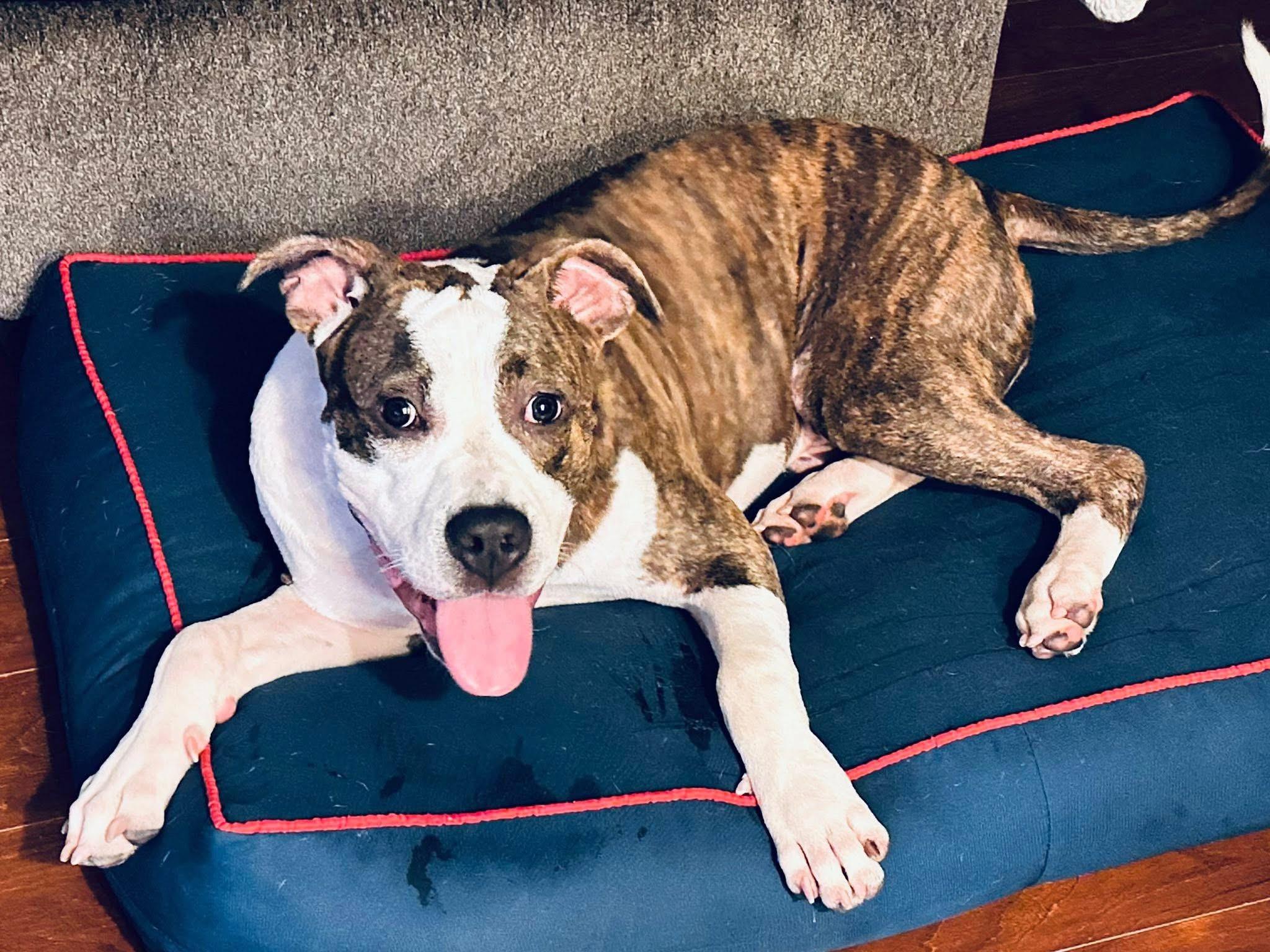 Enlarge Maverick, a Adoptable mixed breed in Sugar Grove, IL image 4/4