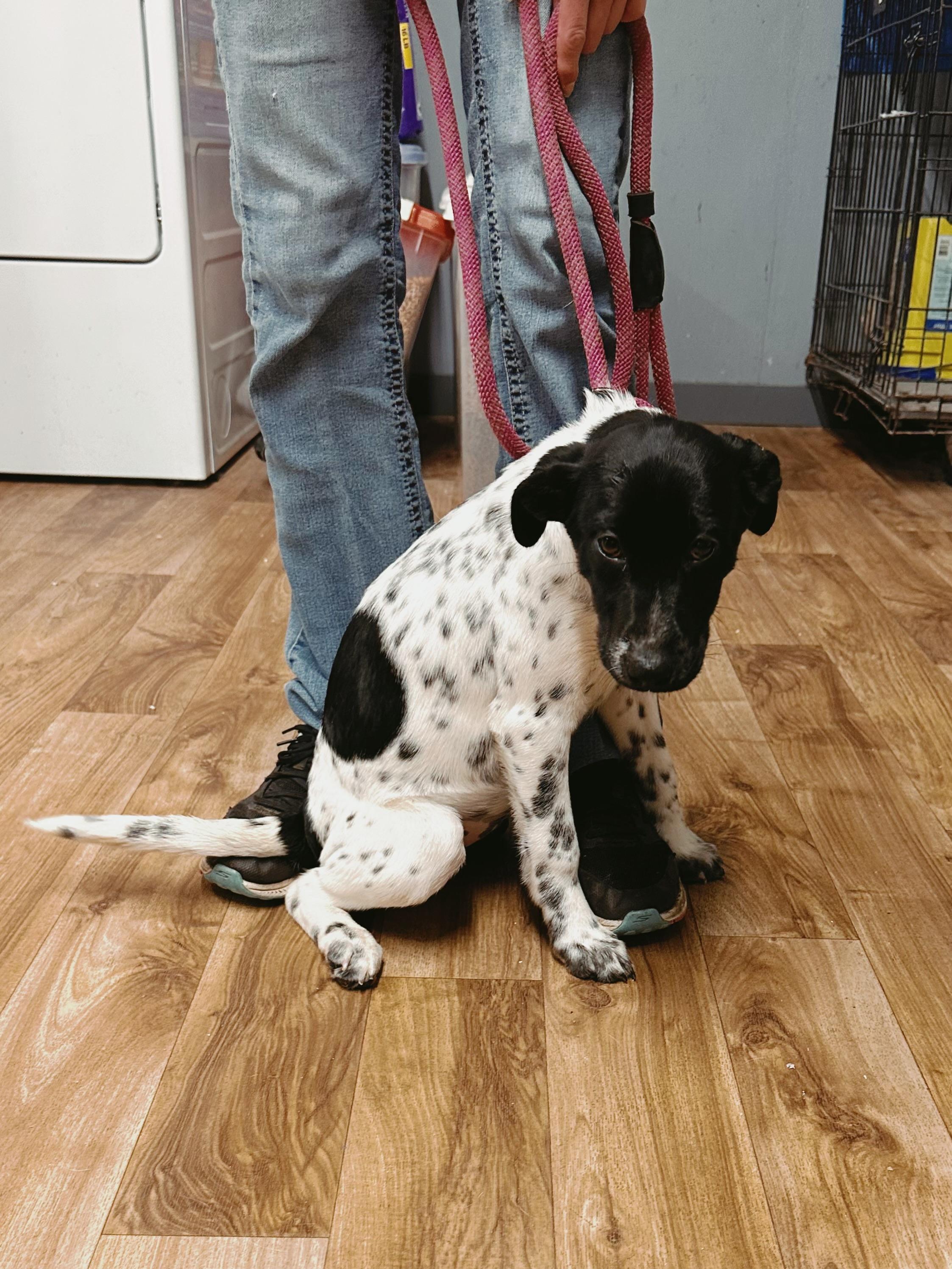 Enlarge Sierra, an adopted mixed breed in Varnville, SC image 1/1