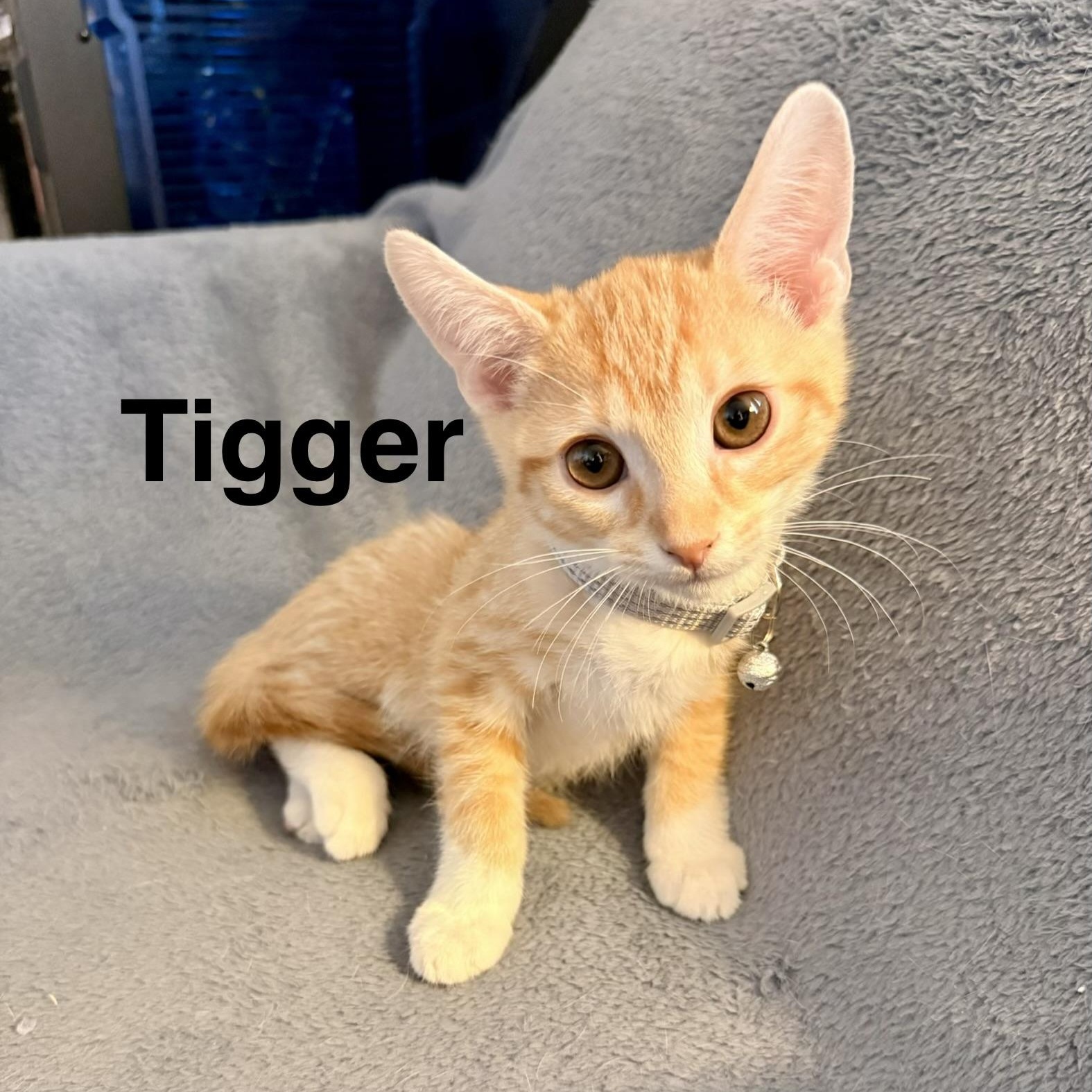 Enlarge Tigger, a Adoptable Domestic Short Hair in Mesa, AZ image 1/1