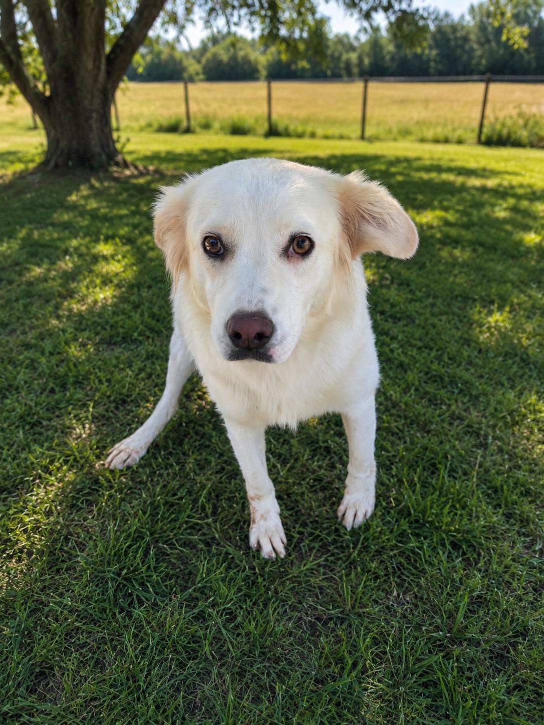 Briar, Adoptable, Young Female Great Pyrenees & Shepherd.
