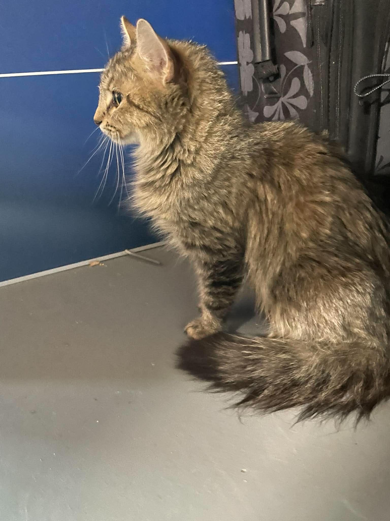 Cindy, Adoptable, Young Female Domestic Long Hair.