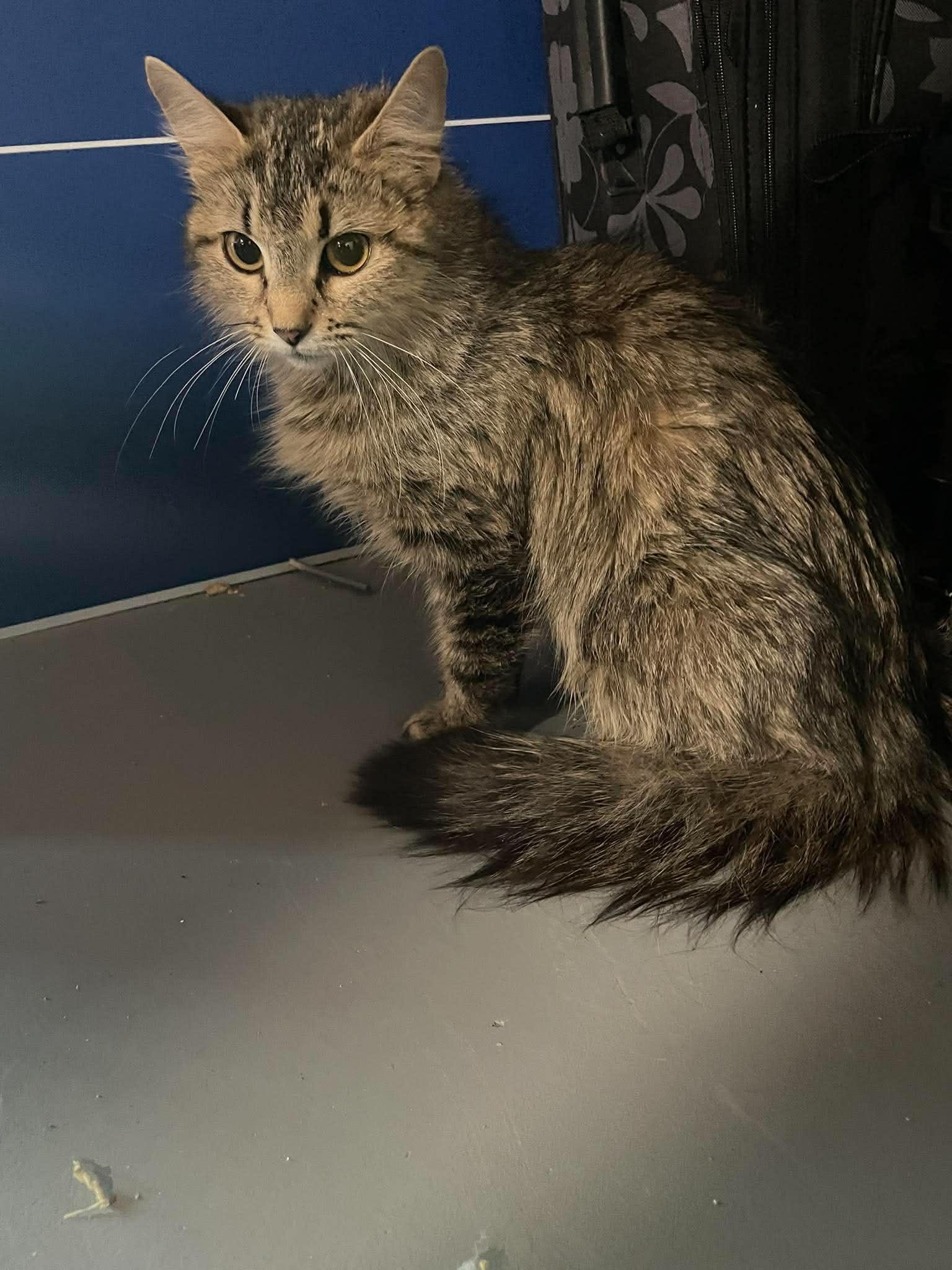Enlarge Cindy, a Adoptable Domestic Long Hair in Munfordville, KY image 2/2
