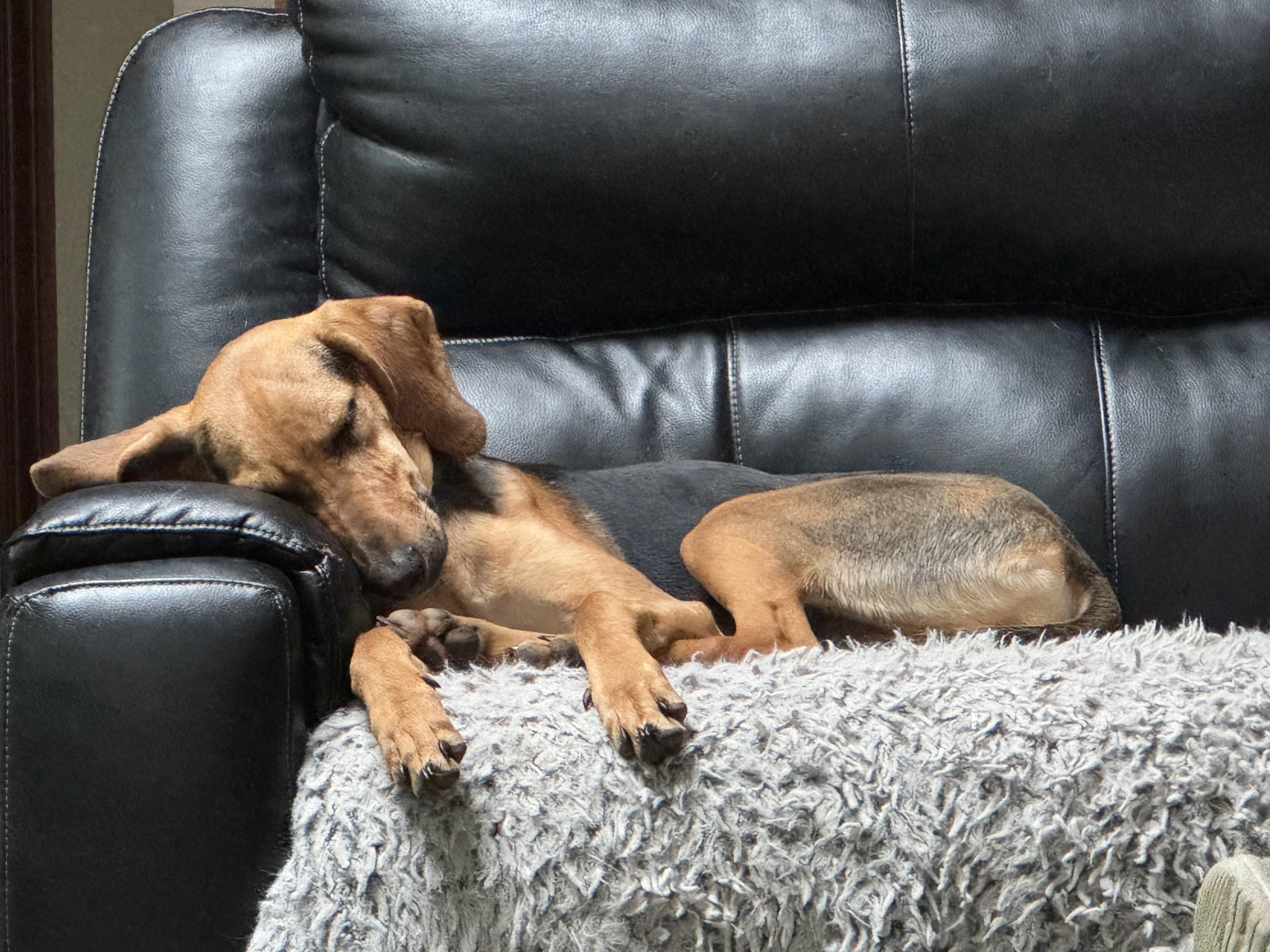 Puppy photo 3