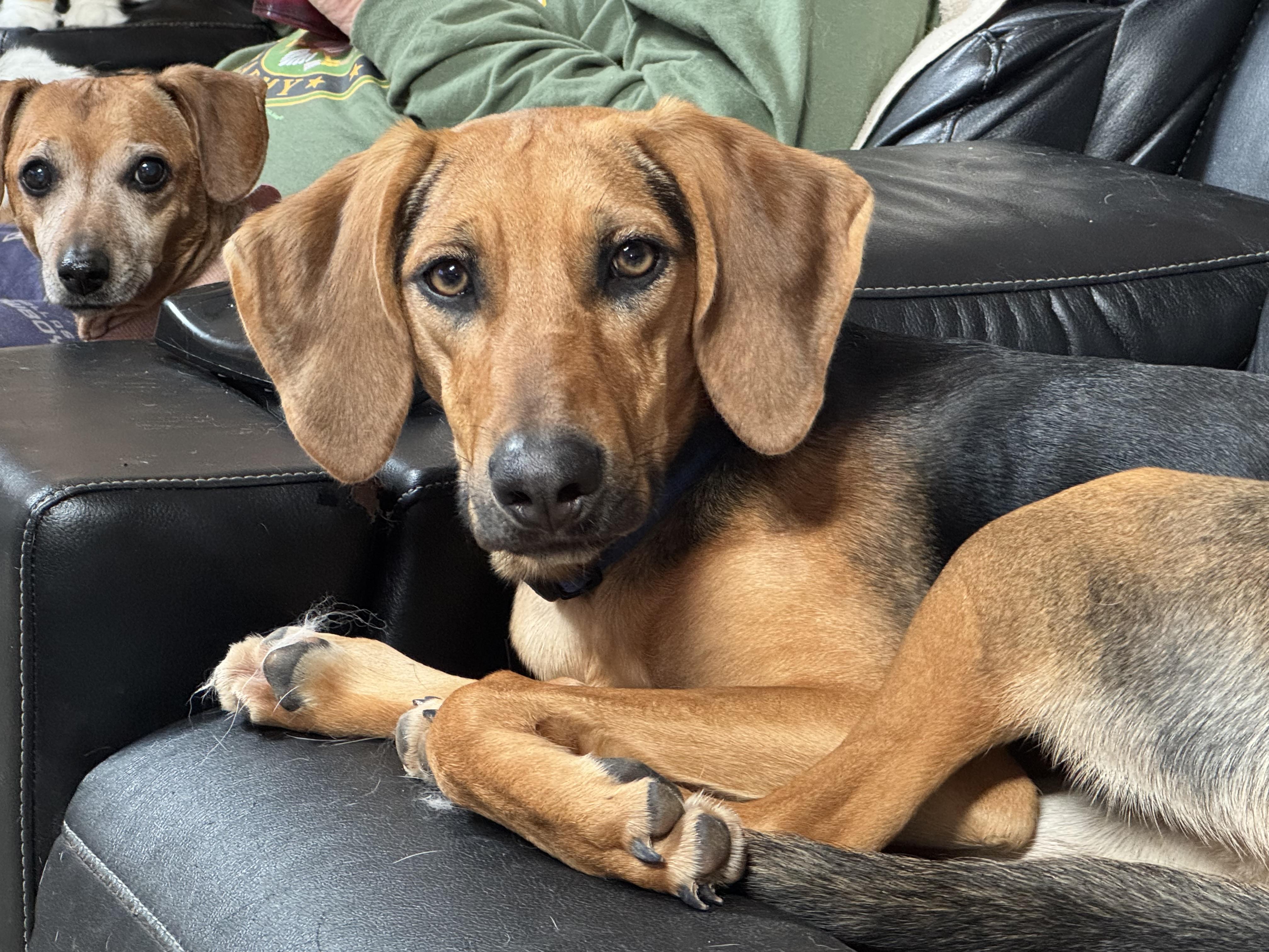 Puppy, Young Female Treeing Walker Coonhound