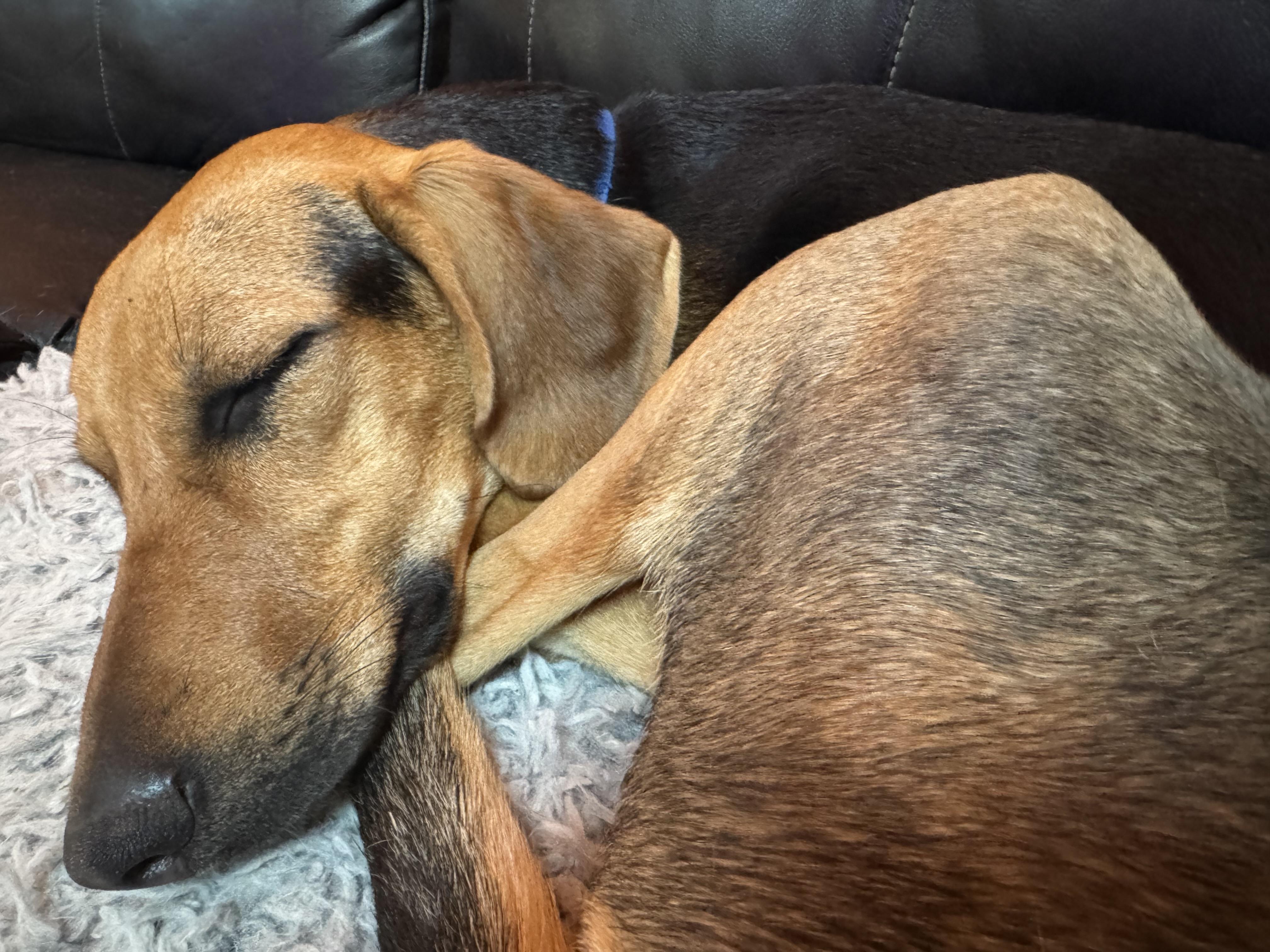 Puppy photo 2