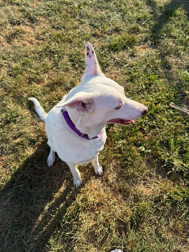 SNOW, Adopted, Adult Male Mixed Breed.