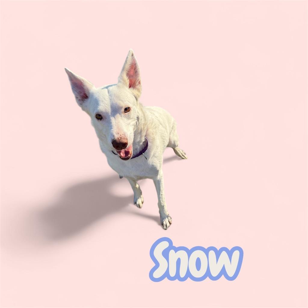 Enlarge SNOW, a Adopted mixed breed in Moberly, MO image 2/4