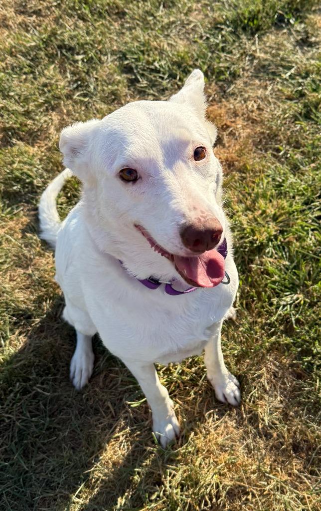 SNOW, a Adopted mixed breed in Moberly, MO image 3/4