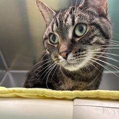 Lucky, Adoptable, Adult Male Domestic Short Hair.