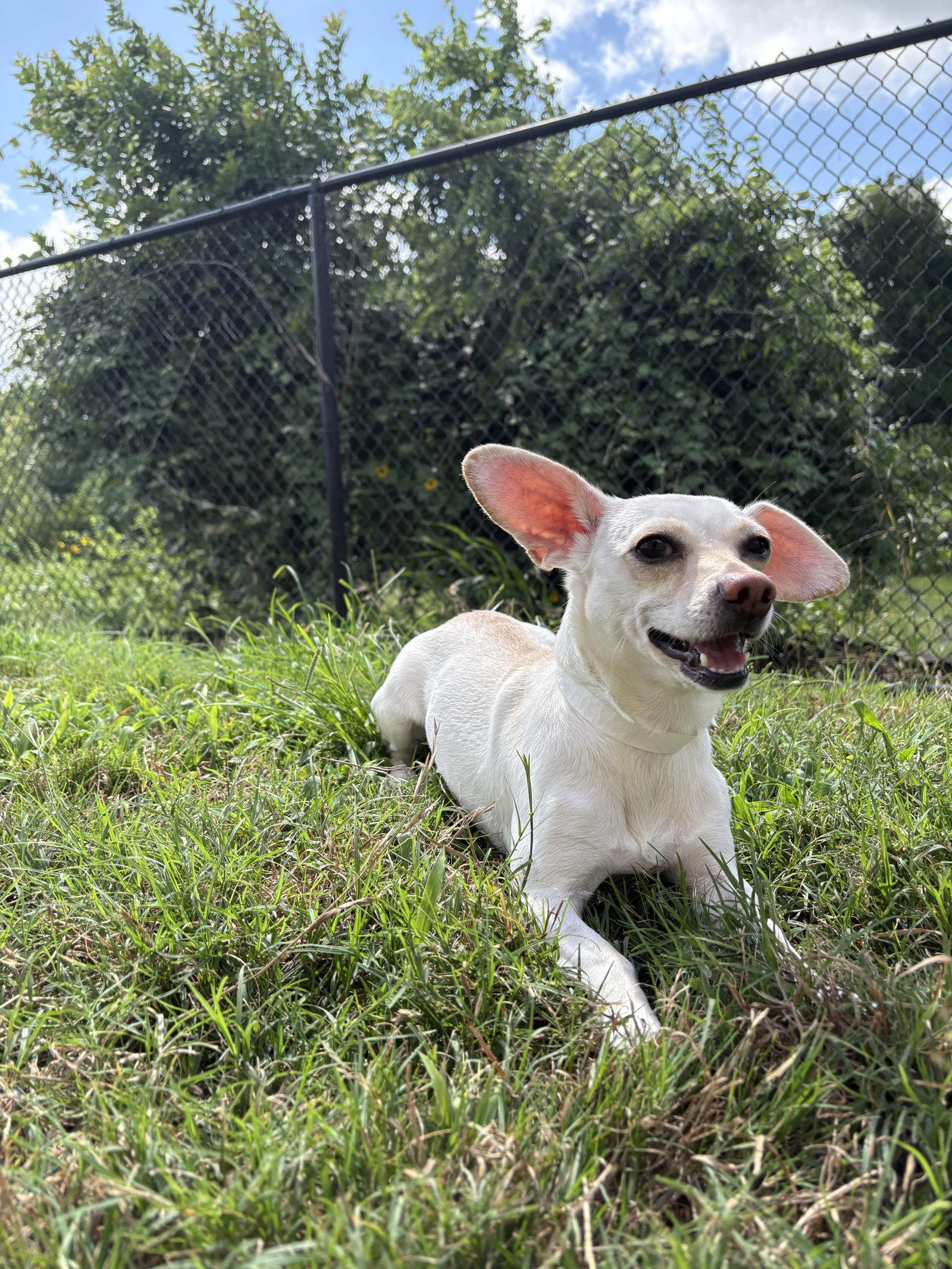 Lexie, Adoptable, Young Female Dachshund & Chihuahua.