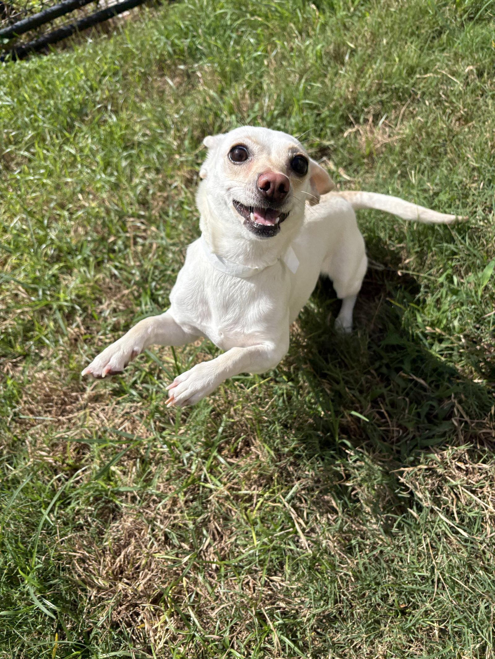 Enlarge Lexie, a Adoptable mixed breed in Austin, TX image 2/3