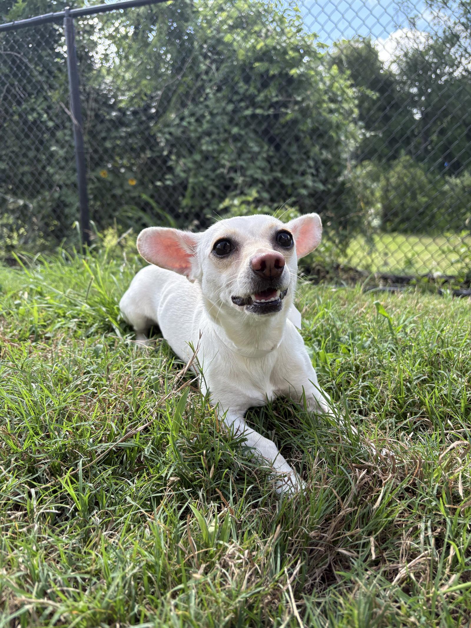 Enlarge Lexie, a Adoptable mixed breed in Austin, TX image 3/3