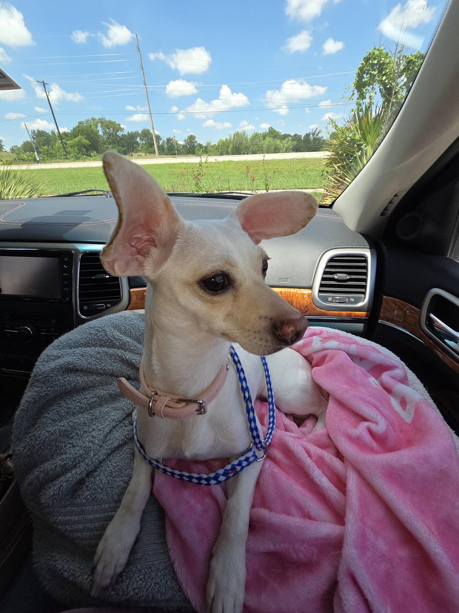 Lexie, a Adoptable mixed breed in Austin, TX image 2/3