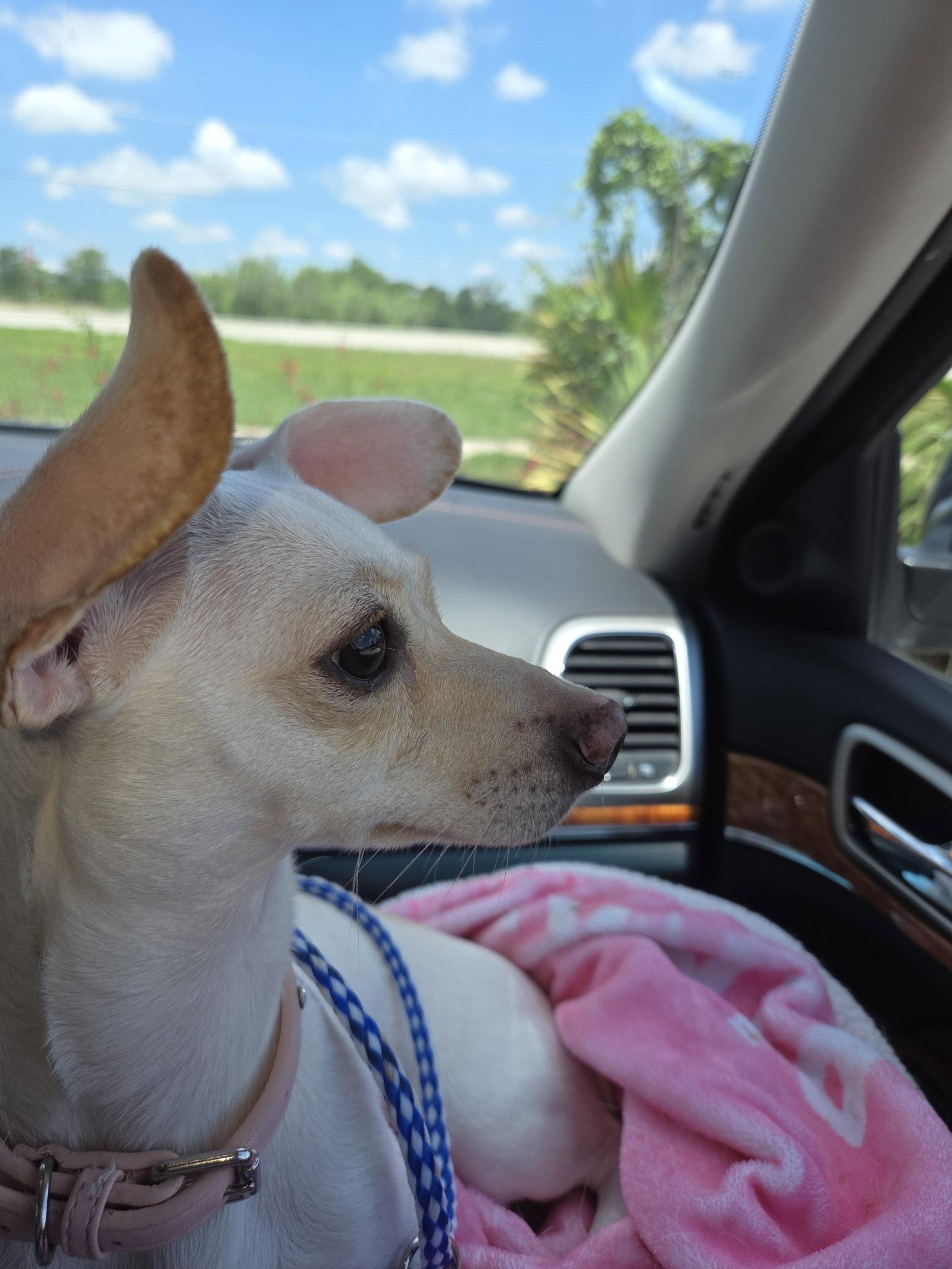 Lexie, a Adoptable mixed breed in Austin, TX image 3/3