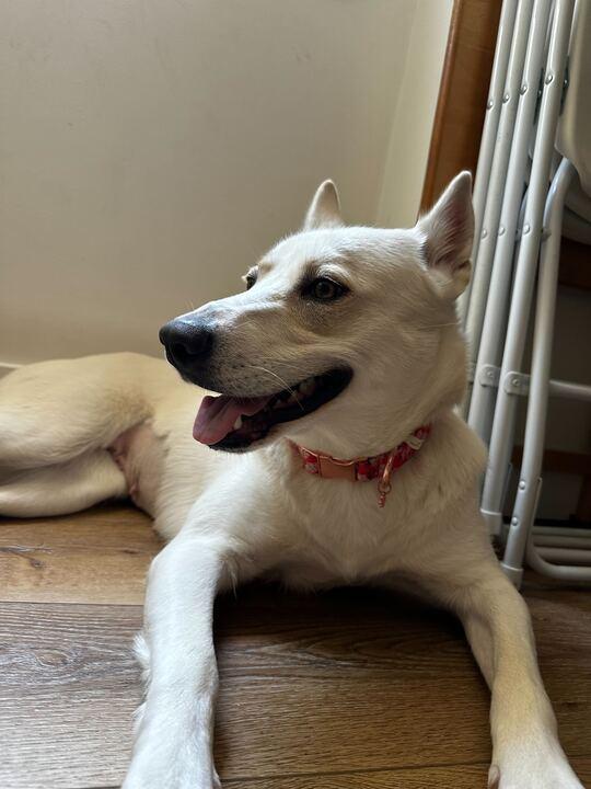 Luna Star Husky Dog