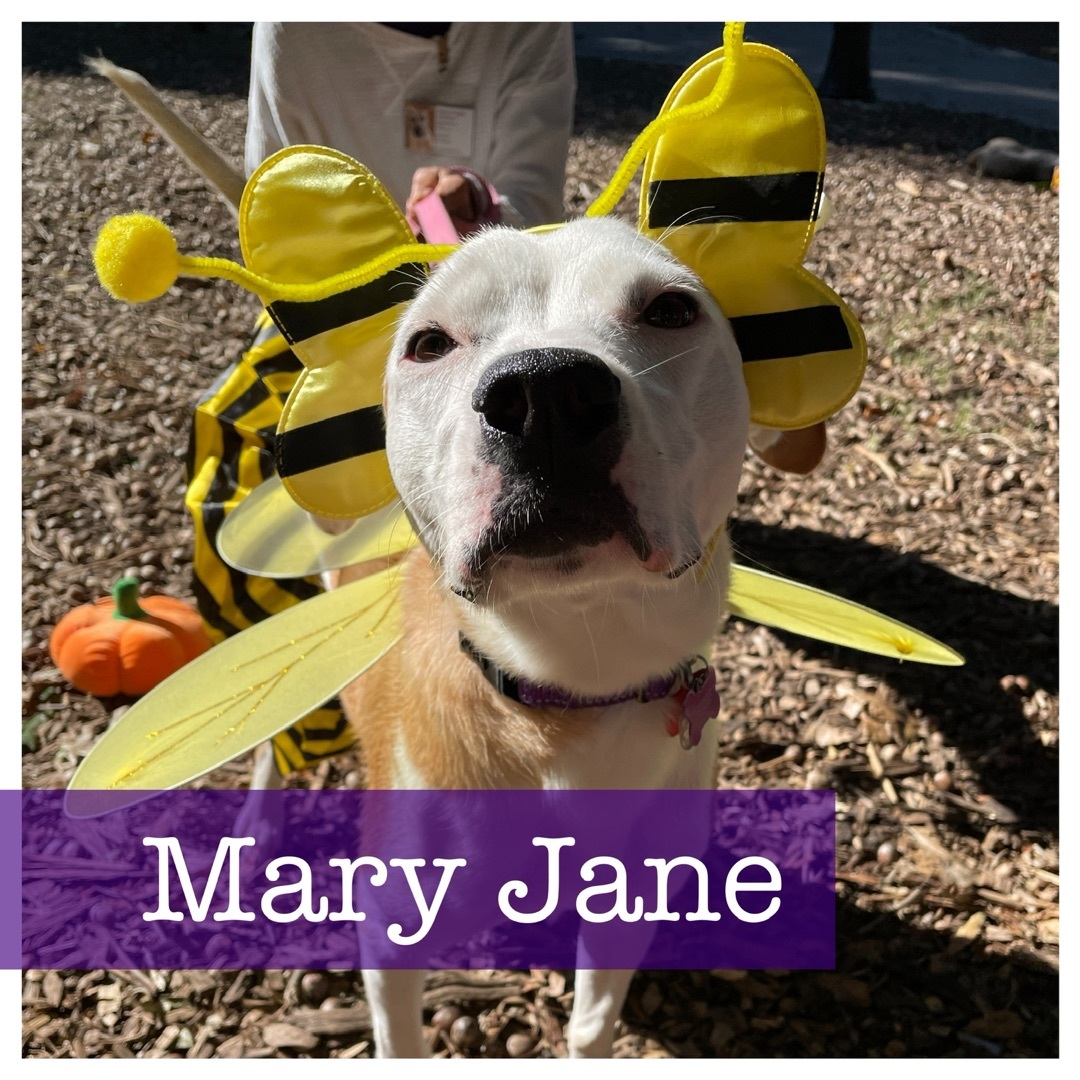 Mary Jane, a Adoptable mixed breed in Cumming, GA image 1/6