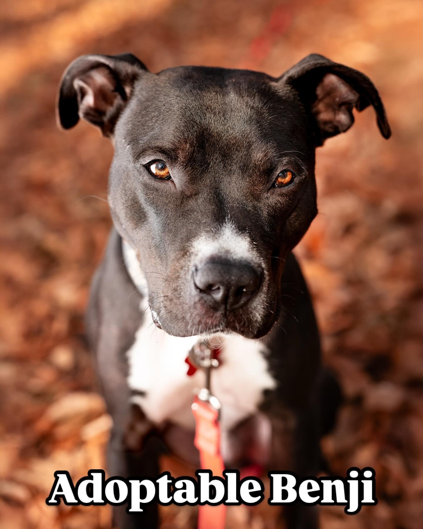 Benji, Adoptable, Adult Male Pit Bull Terrier.