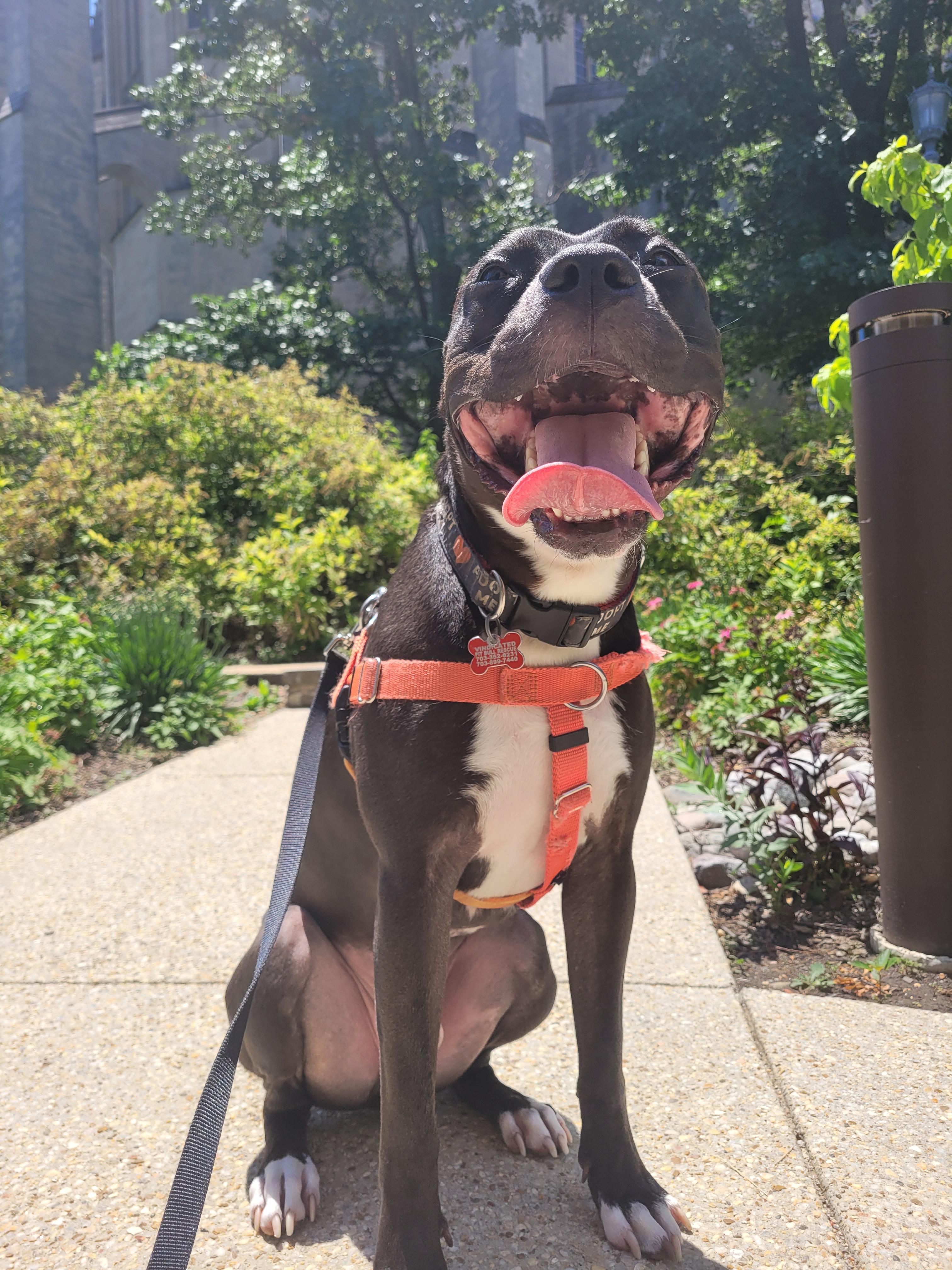 Enlarge Benji, a Adoptable mixed breed in Alexandria, VA image 3/6