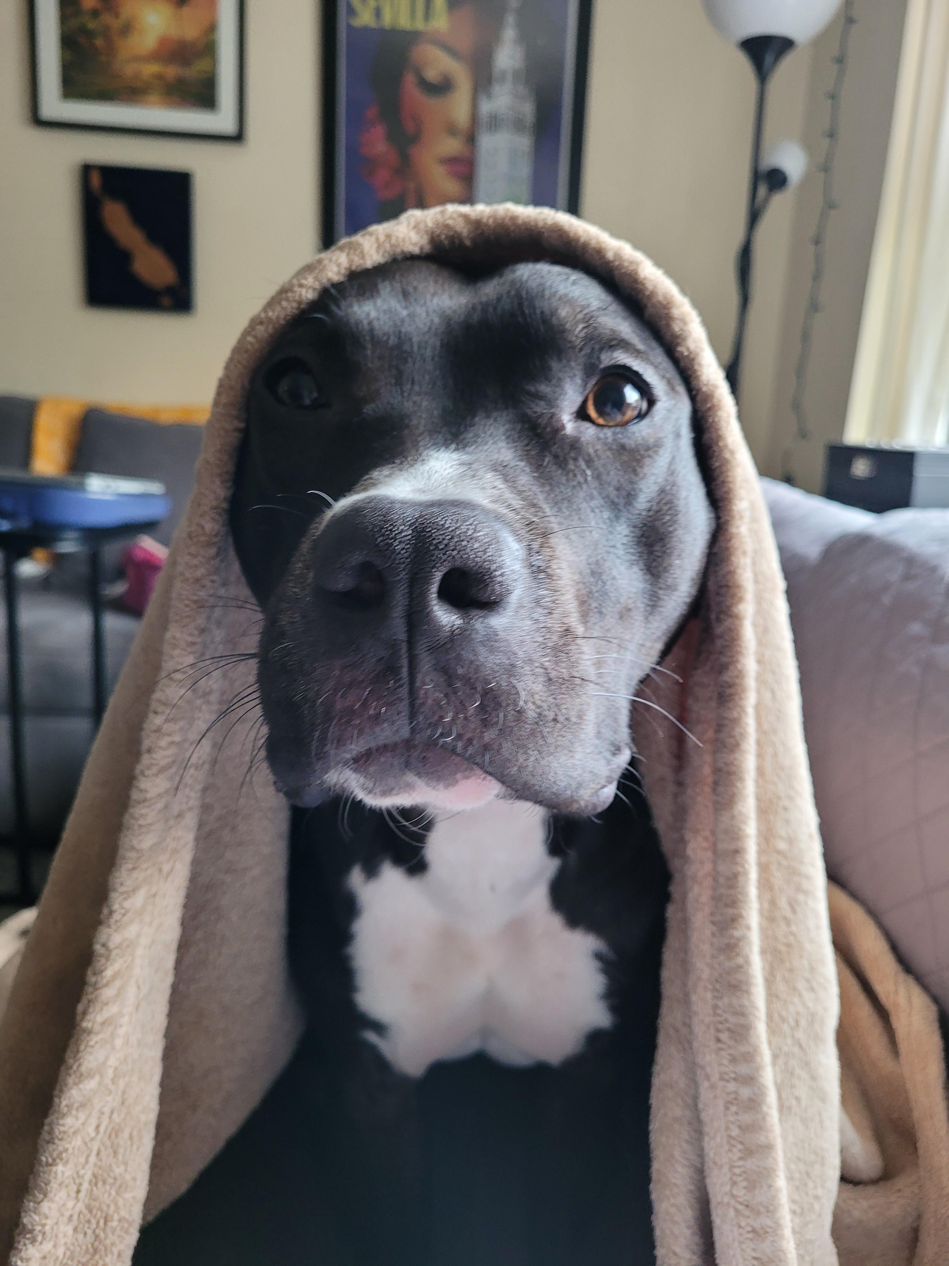 Enlarge Benji, a Adoptable mixed breed in Alexandria, VA image 4/6