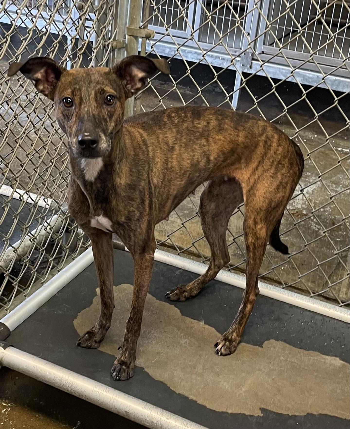Enlarge Iris AVAILABLE, a Adopted mixed breed in Canton, OH image 1/1