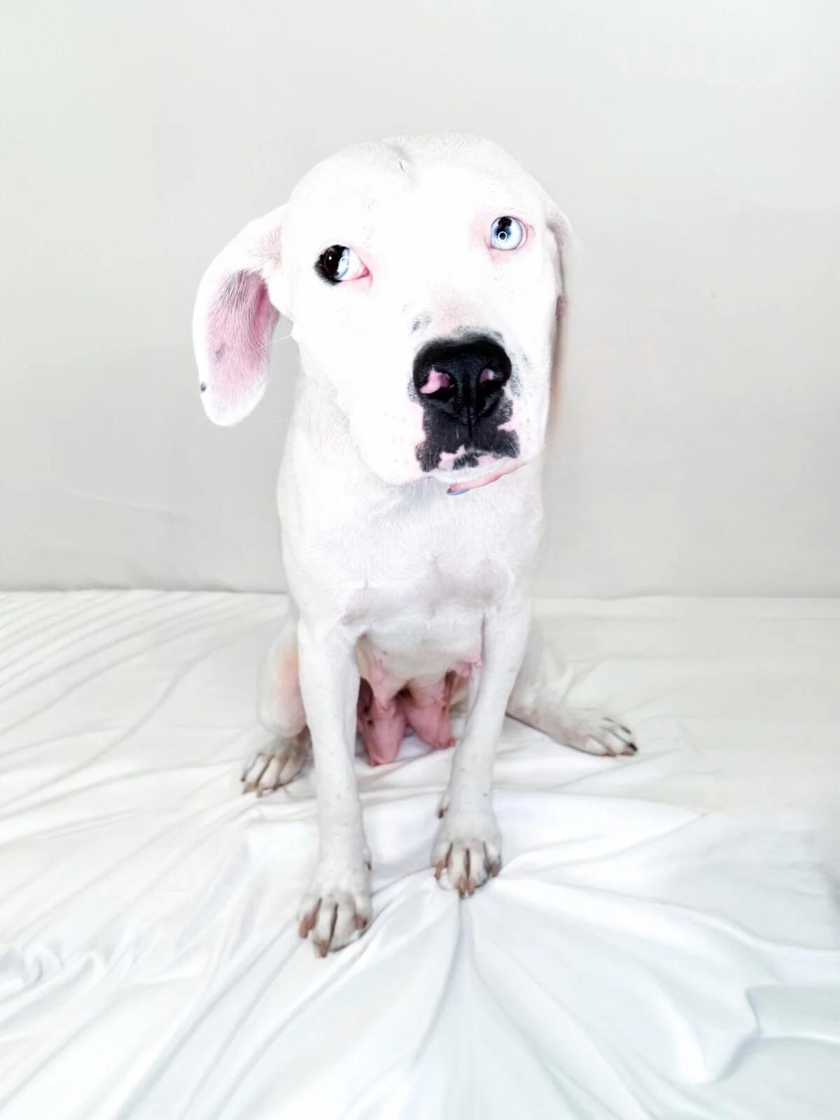 Enlarge Colbie, a ADOPTABLE mixed breed in Bixby, OK image 3/5