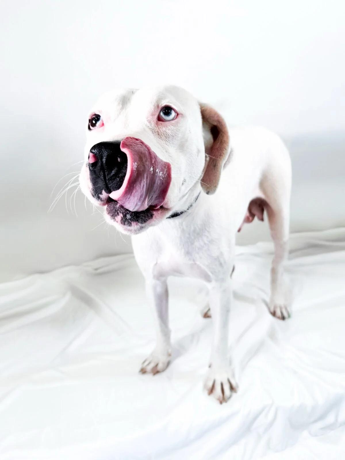 Enlarge Colbie, a ADOPTABLE mixed breed in Bixby, OK image 5/5