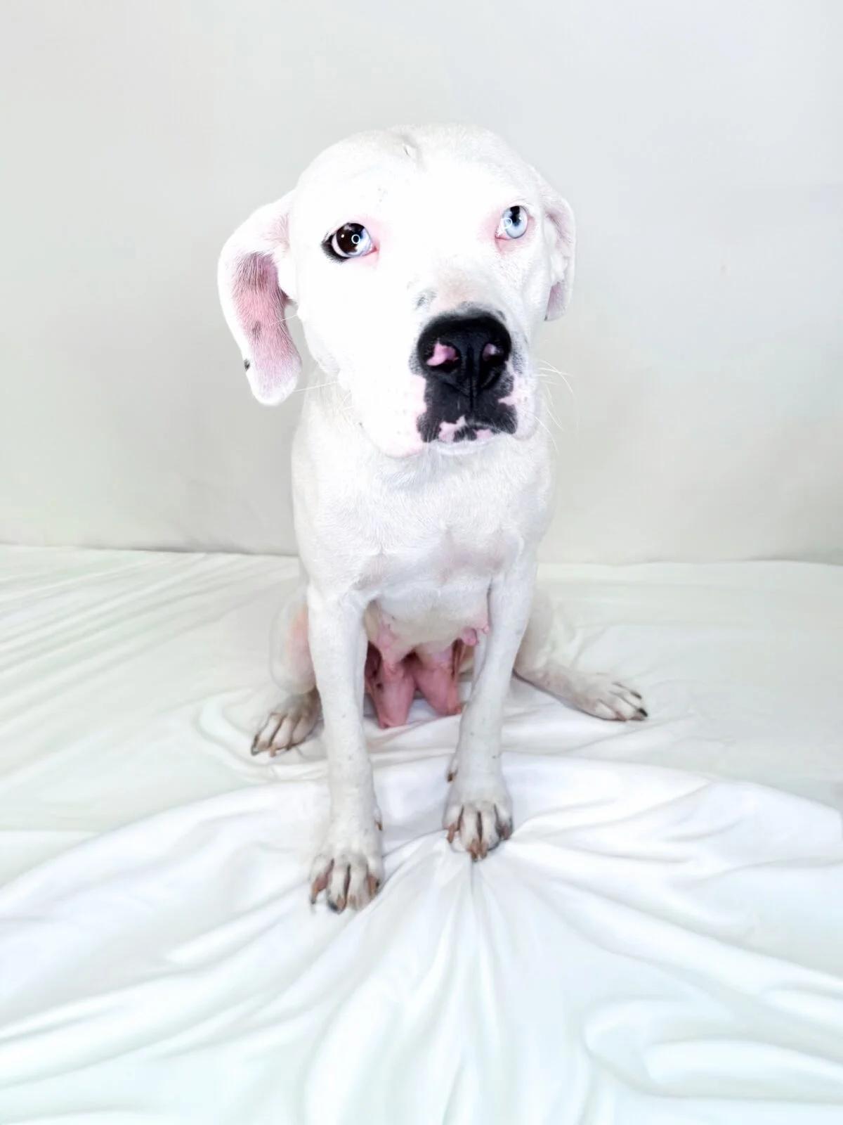 Enlarge Colbie, a ADOPTABLE mixed breed in Bixby, OK image 1/5