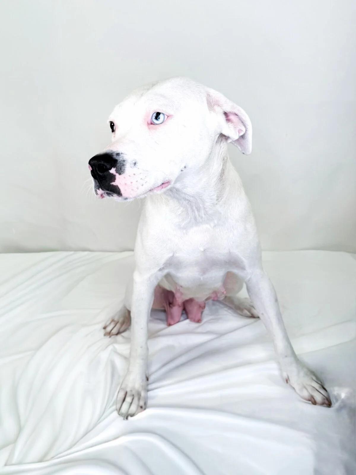 Enlarge Colbie, a ADOPTABLE mixed breed in Bixby, OK image 4/5