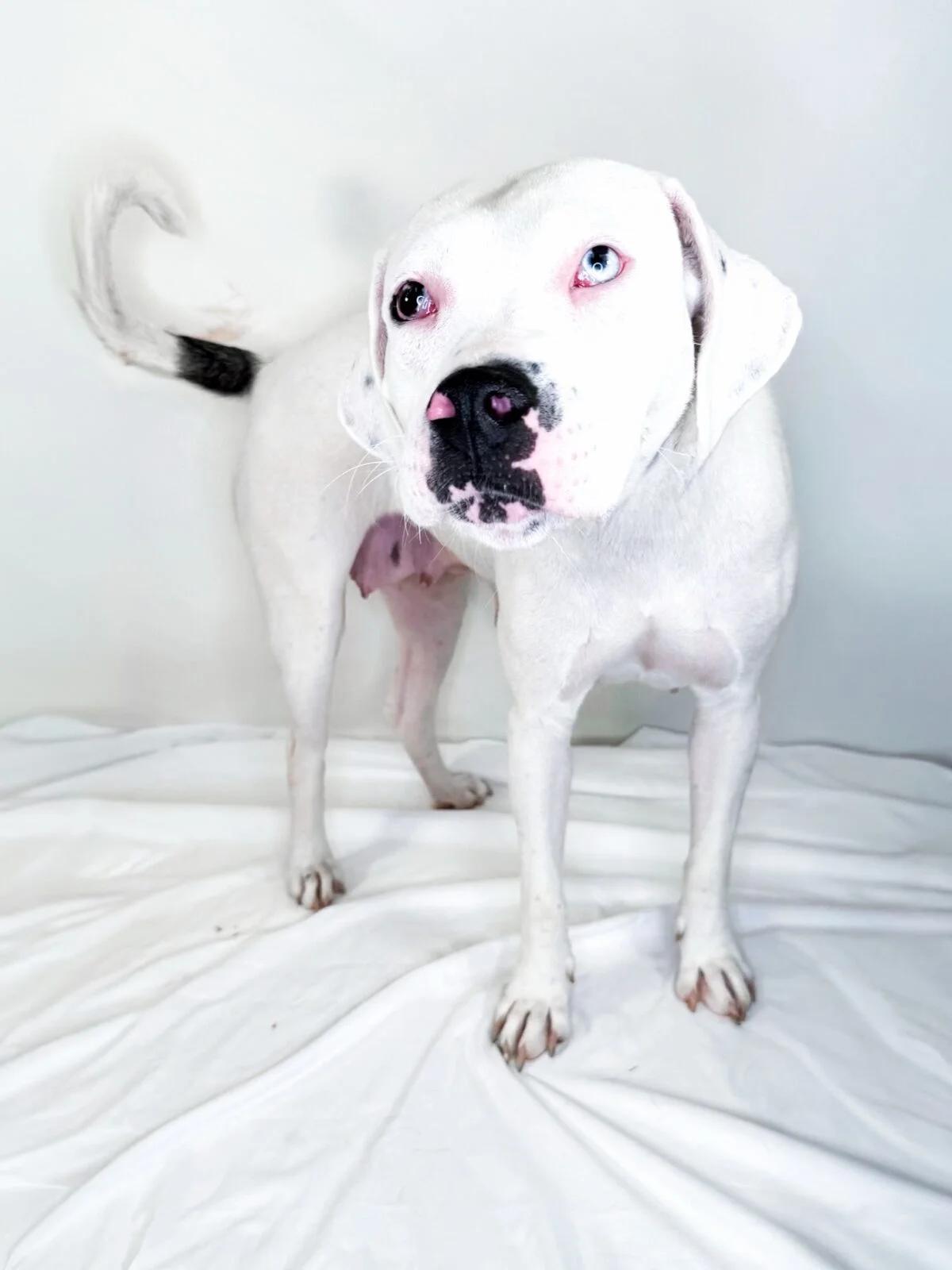 Enlarge Colbie, a ADOPTABLE mixed breed in Bixby, OK image 2/5