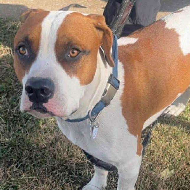 Enlarge Enzo, a Adoptable Pit Bull Terrier in Duluth, MN image 1/5