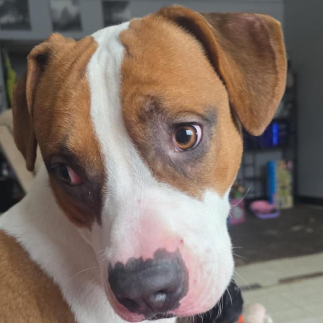 Enlarge Enzo, a Adoptable Pit Bull Terrier in Duluth, MN image 3/5