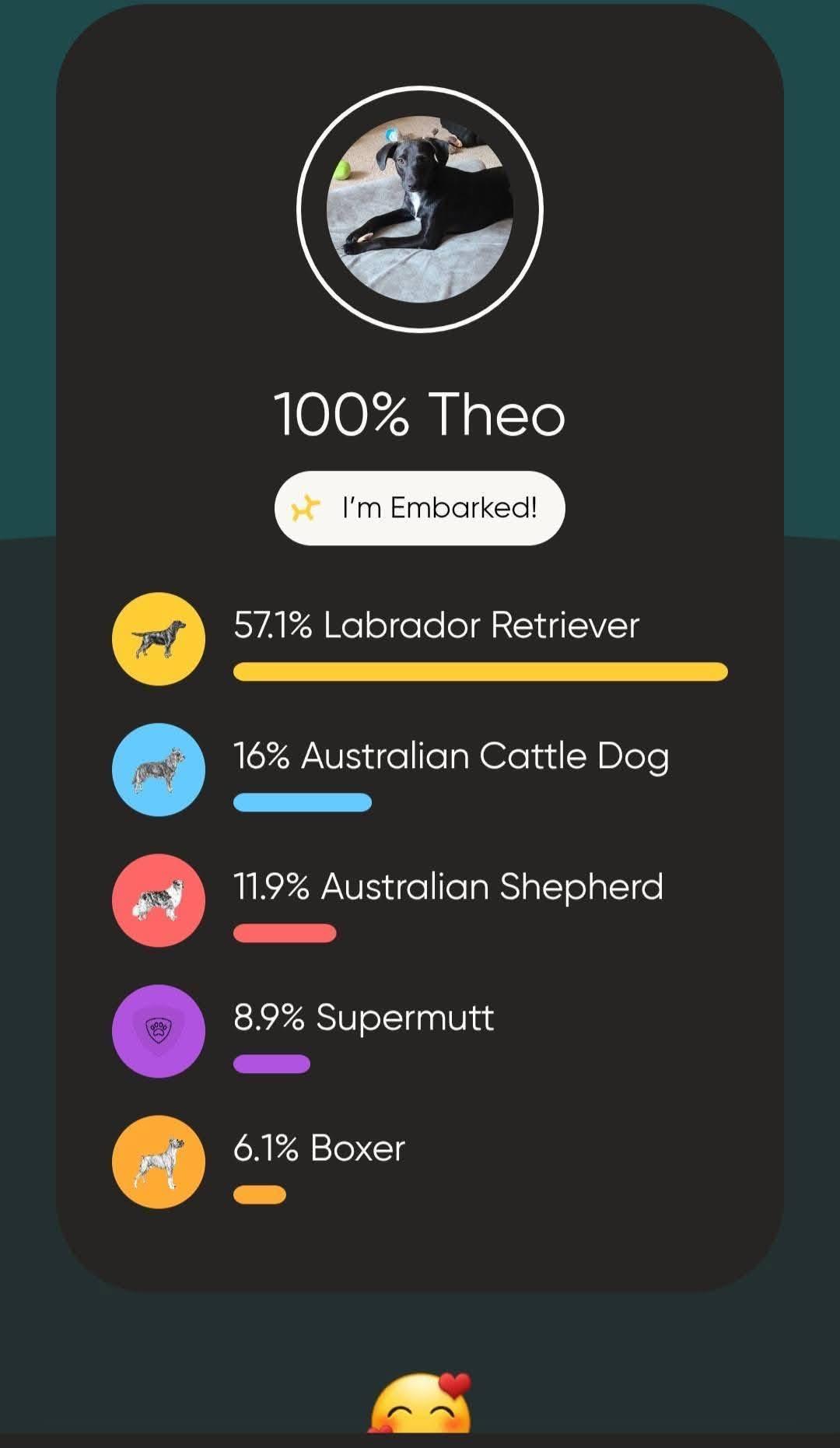 Enlarge Theo, a ADOPTABLE mixed breed in Souderton, PA image 6/6