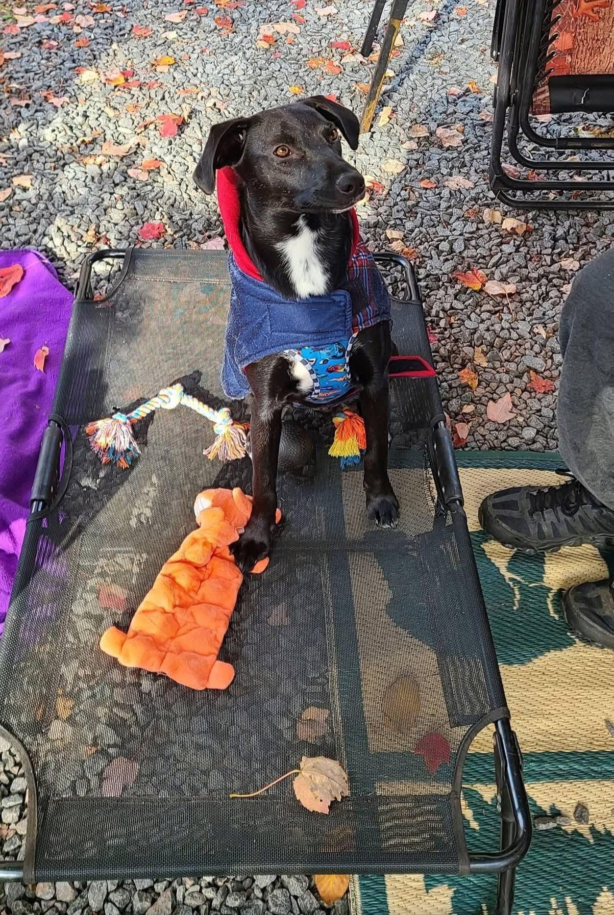 Theo, ADOPTABLE, Young Male Black Labrador Retriever & Cattle Dog.