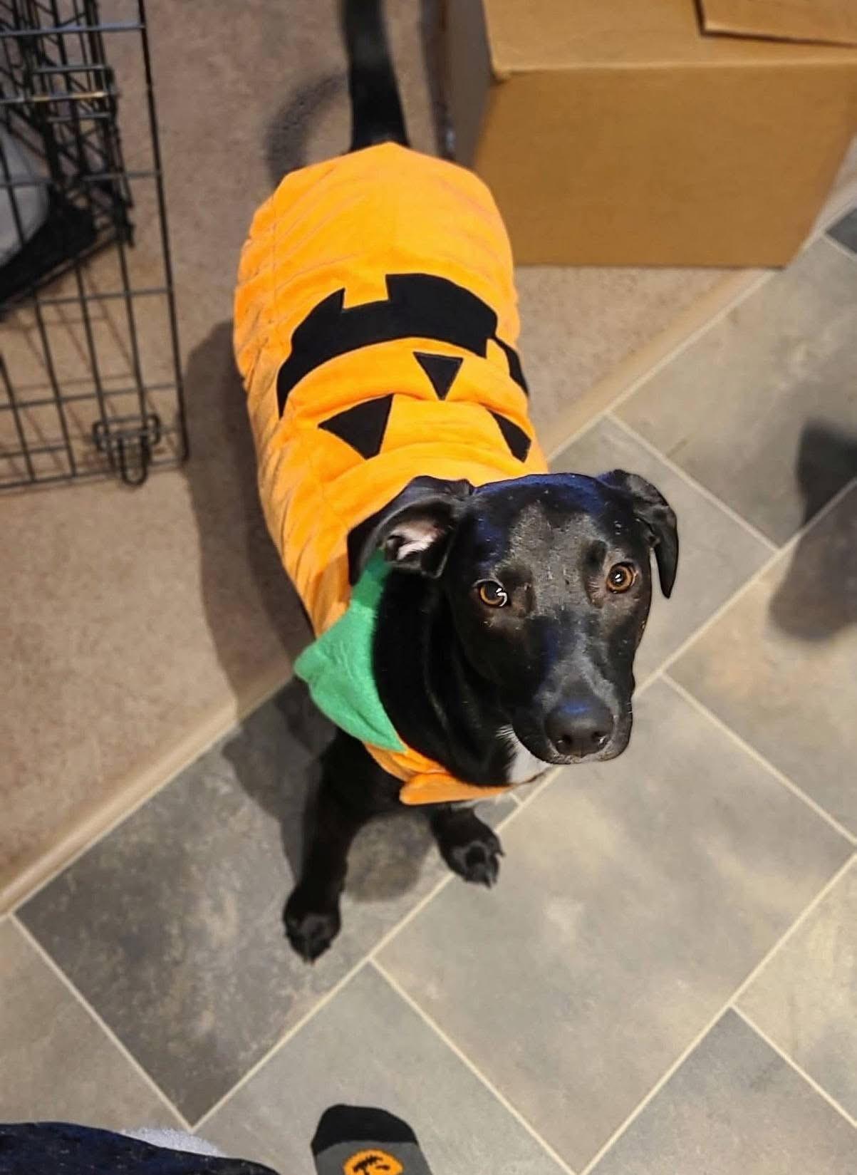 Enlarge Theo, a ADOPTABLE mixed breed in Souderton, PA image 3/6