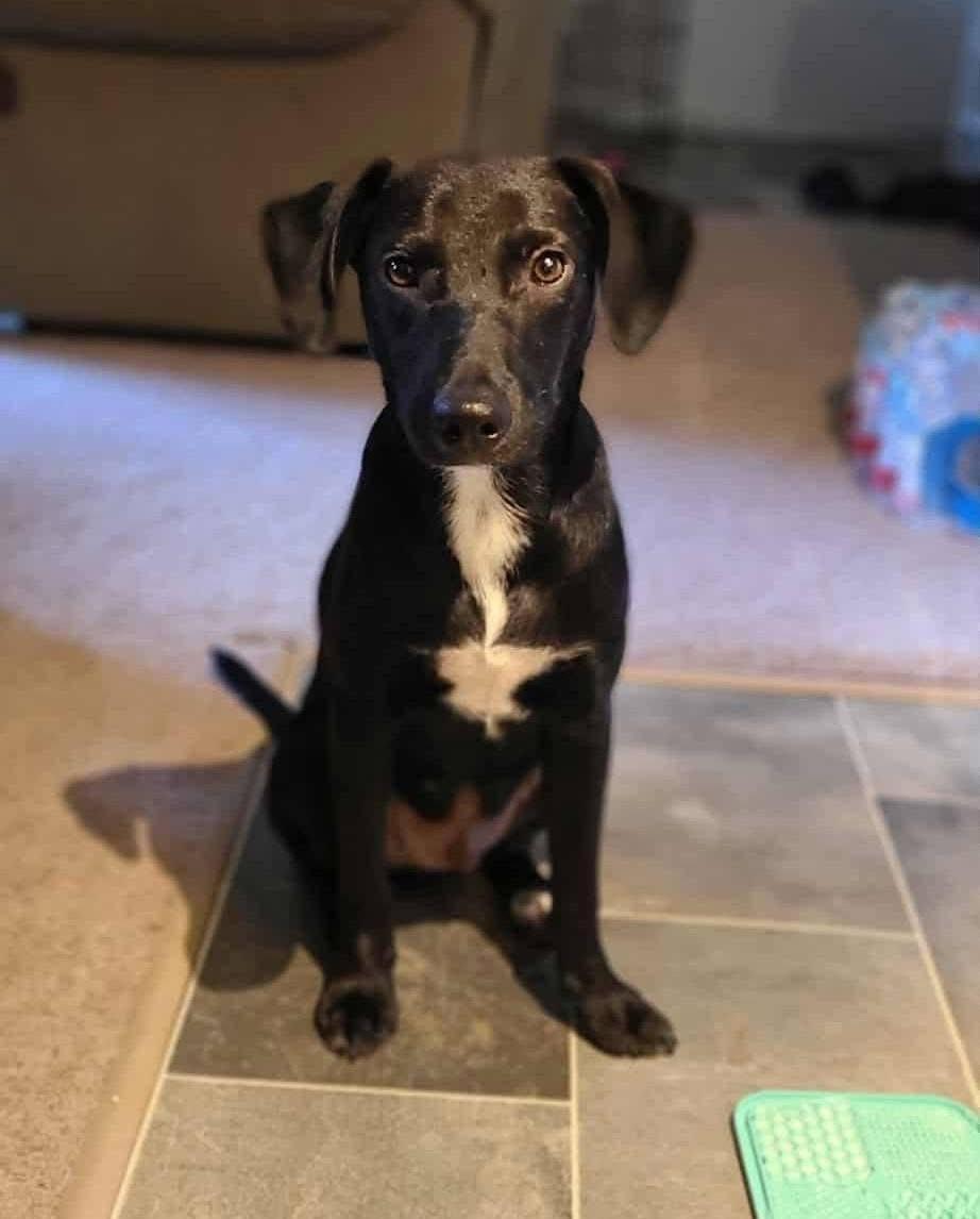 Enlarge Theo, a ADOPTABLE mixed breed in Souderton, PA image 5/6