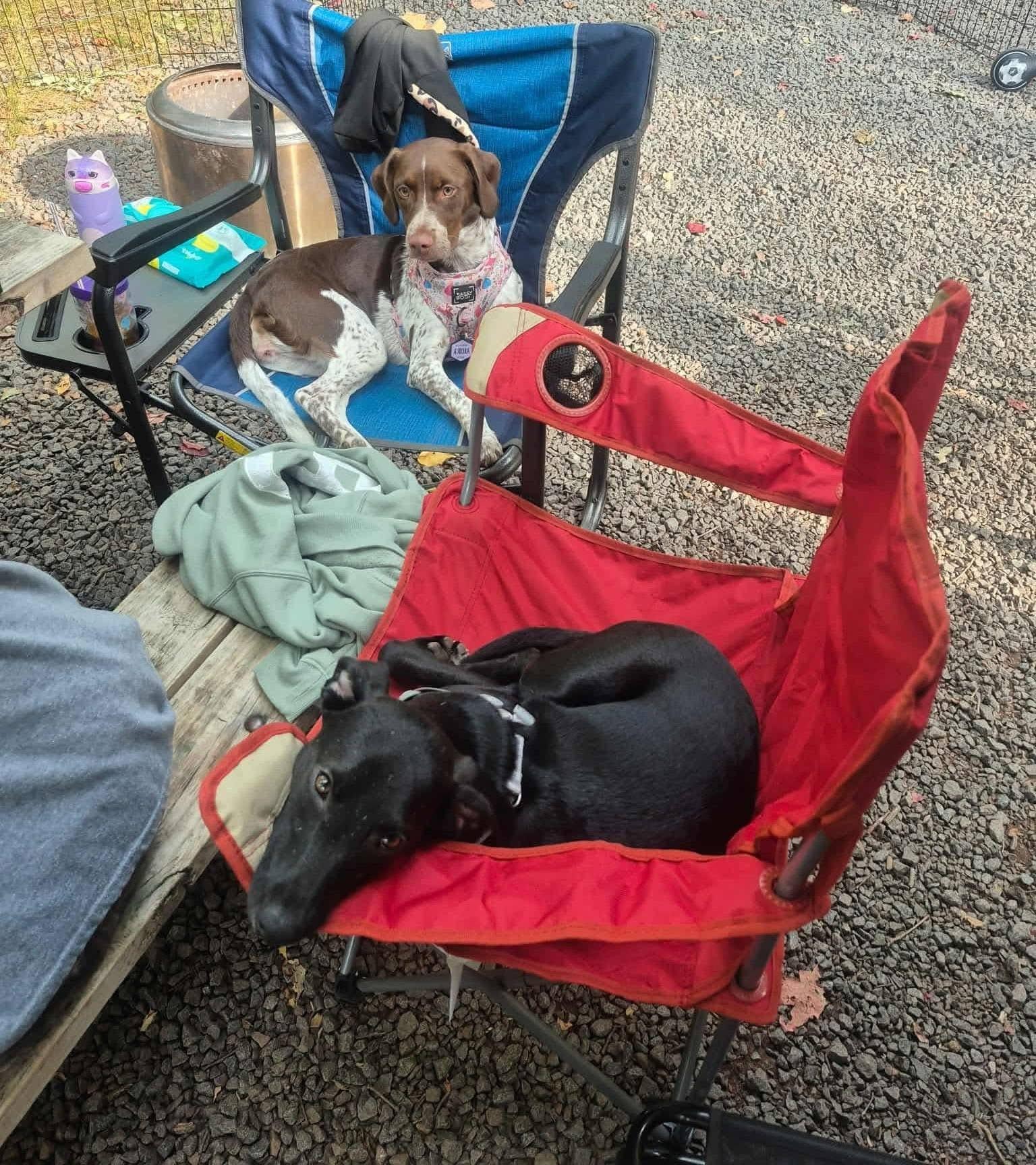 Enlarge Theo, a ADOPTABLE mixed breed in Souderton, PA image 2/6