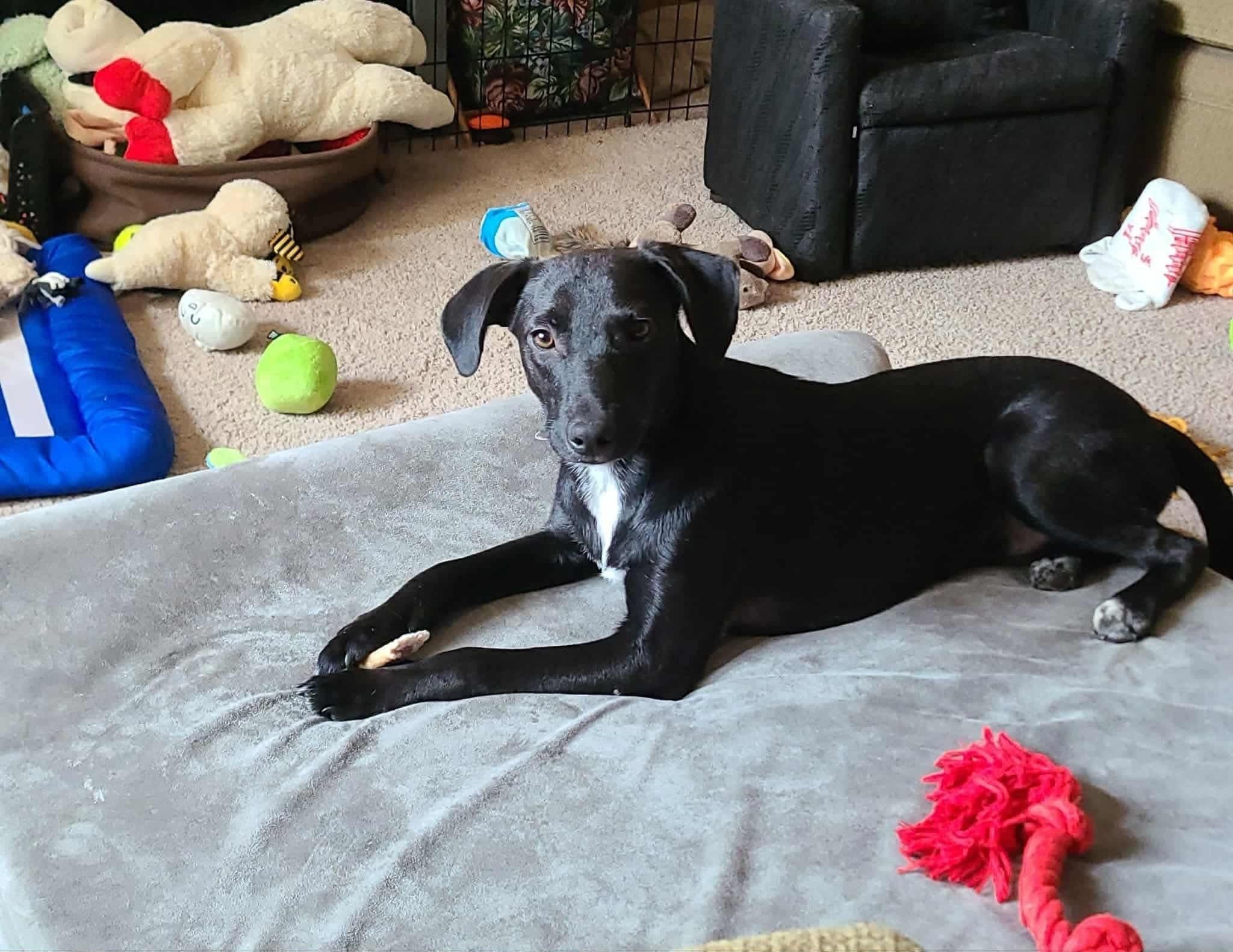 Enlarge Theo, a ADOPTABLE mixed breed in Souderton, PA image 4/6