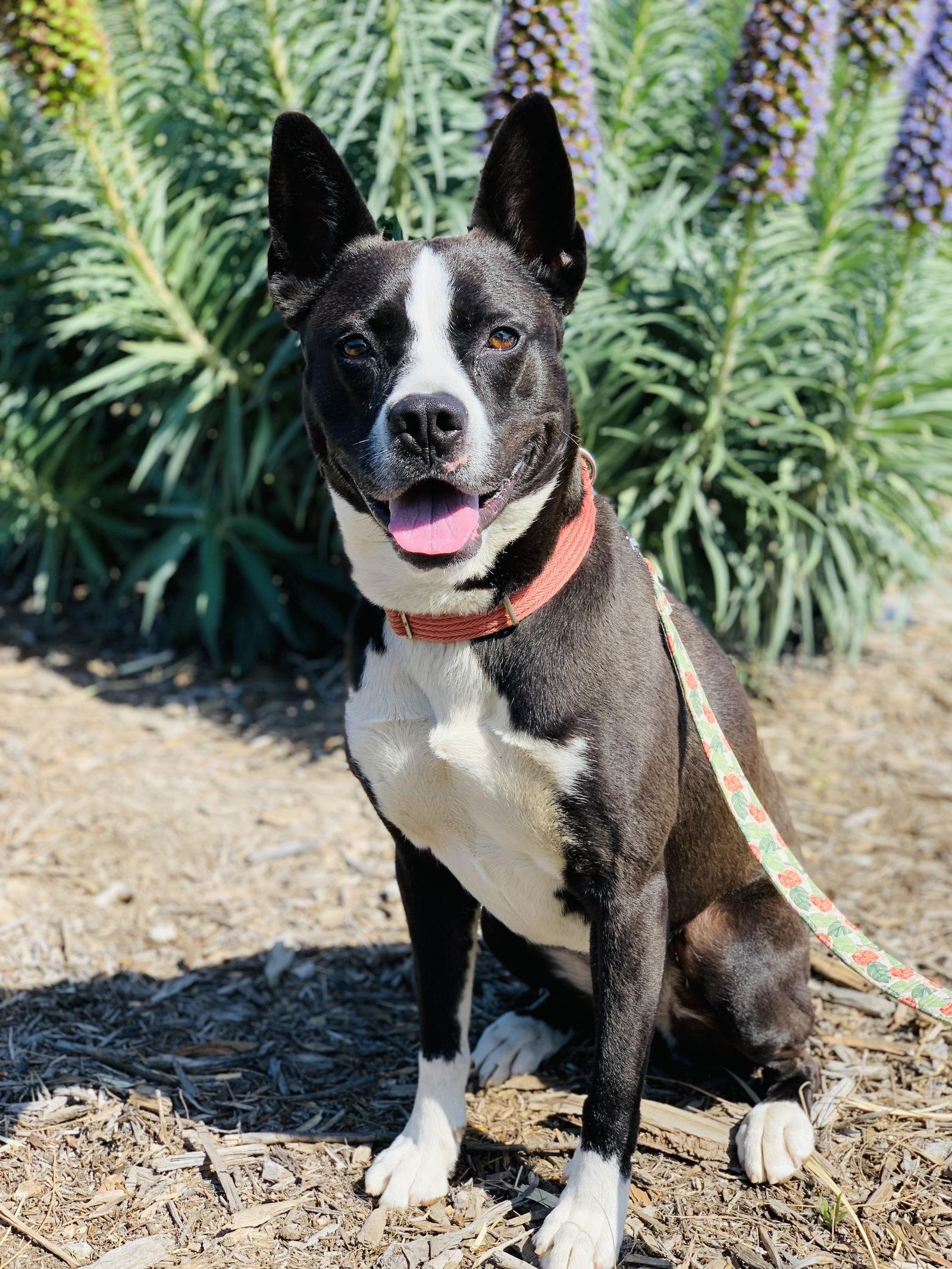 Brandy, a Adoptable Terrier in Seal Beach, CA image 3/6