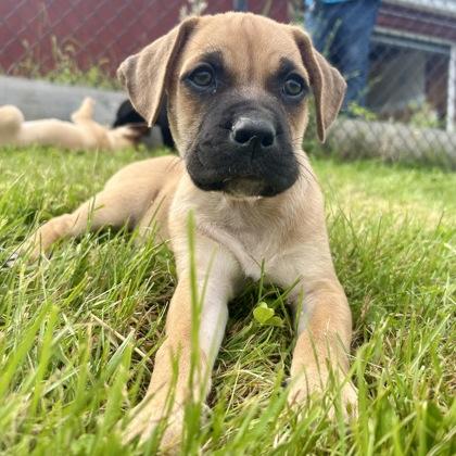 Bangor, Adoptable, Puppy Male Mixed Breed & Mixed Breed.