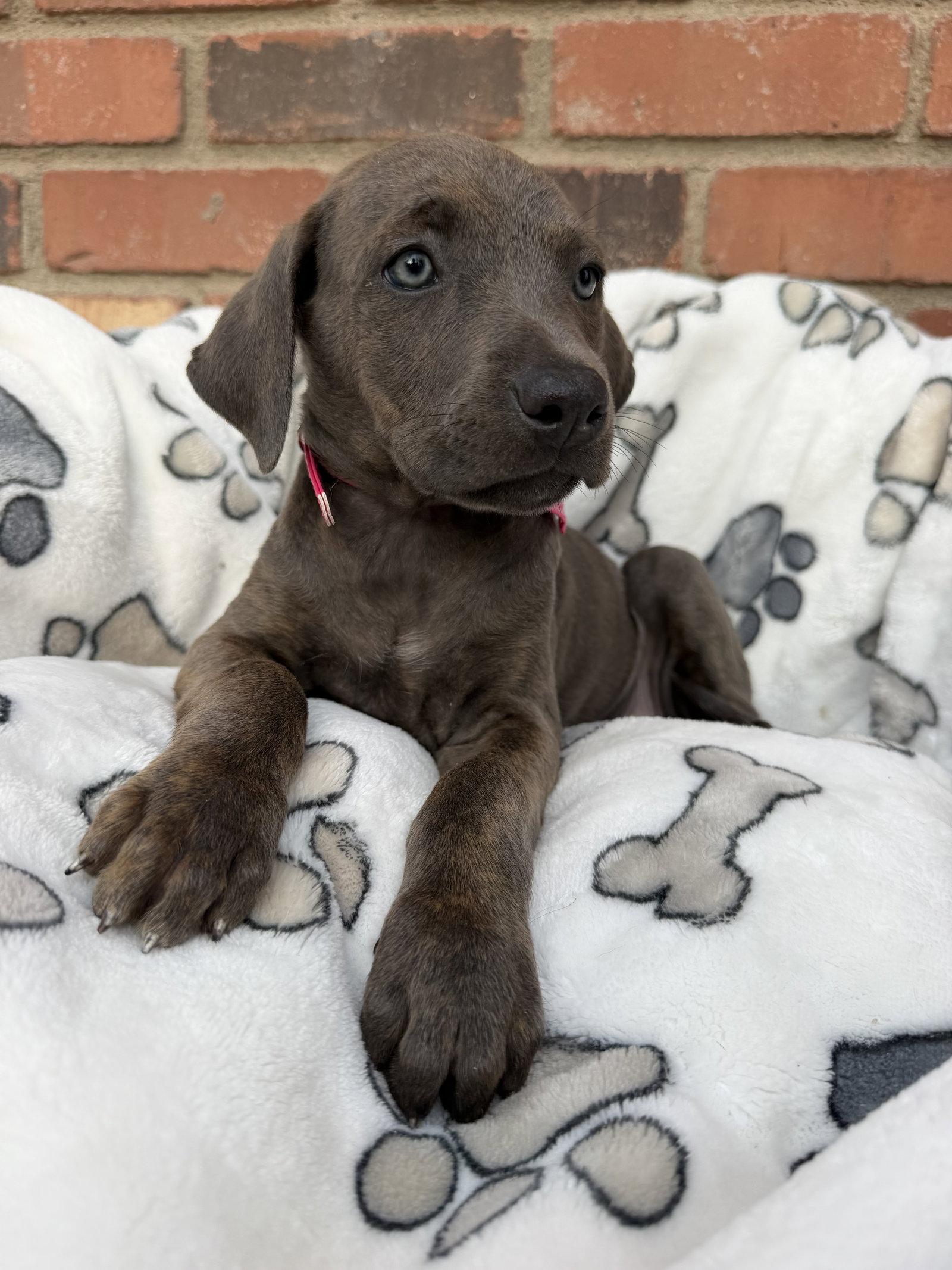 Ariel, Adopted, Puppy Female Cane Corso.