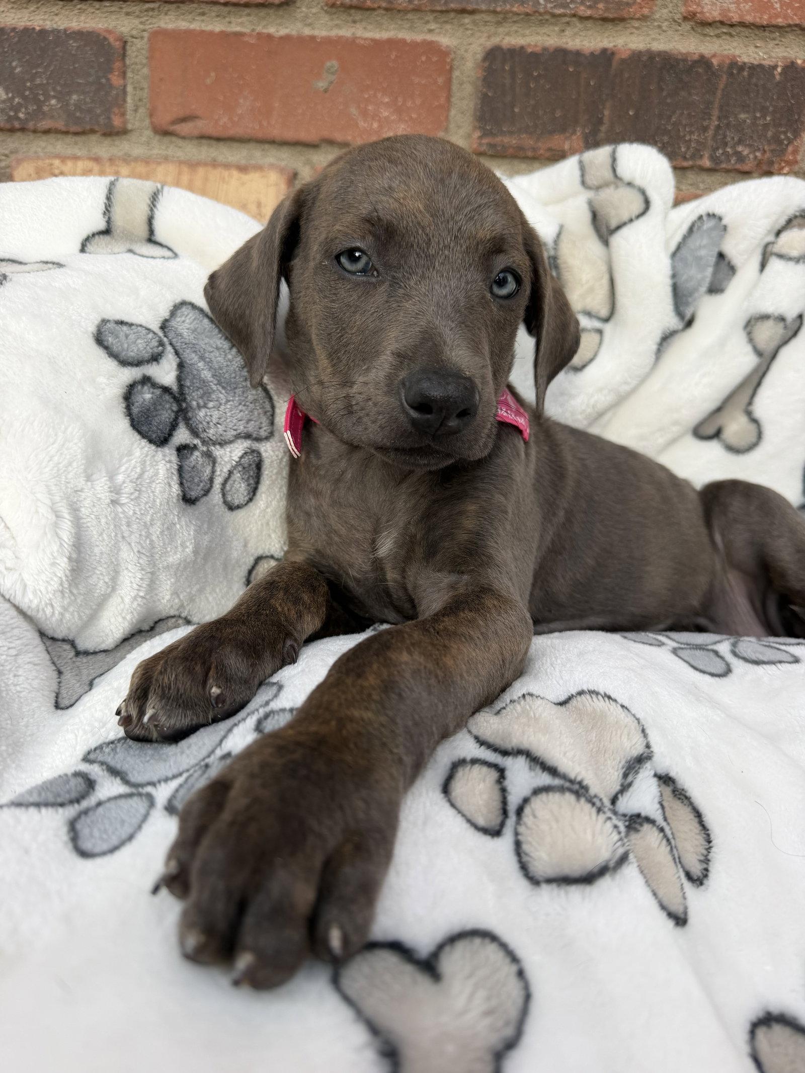 Enlarge Ariel, a Adopted Cane Corso in Glendale, AZ image 2/3