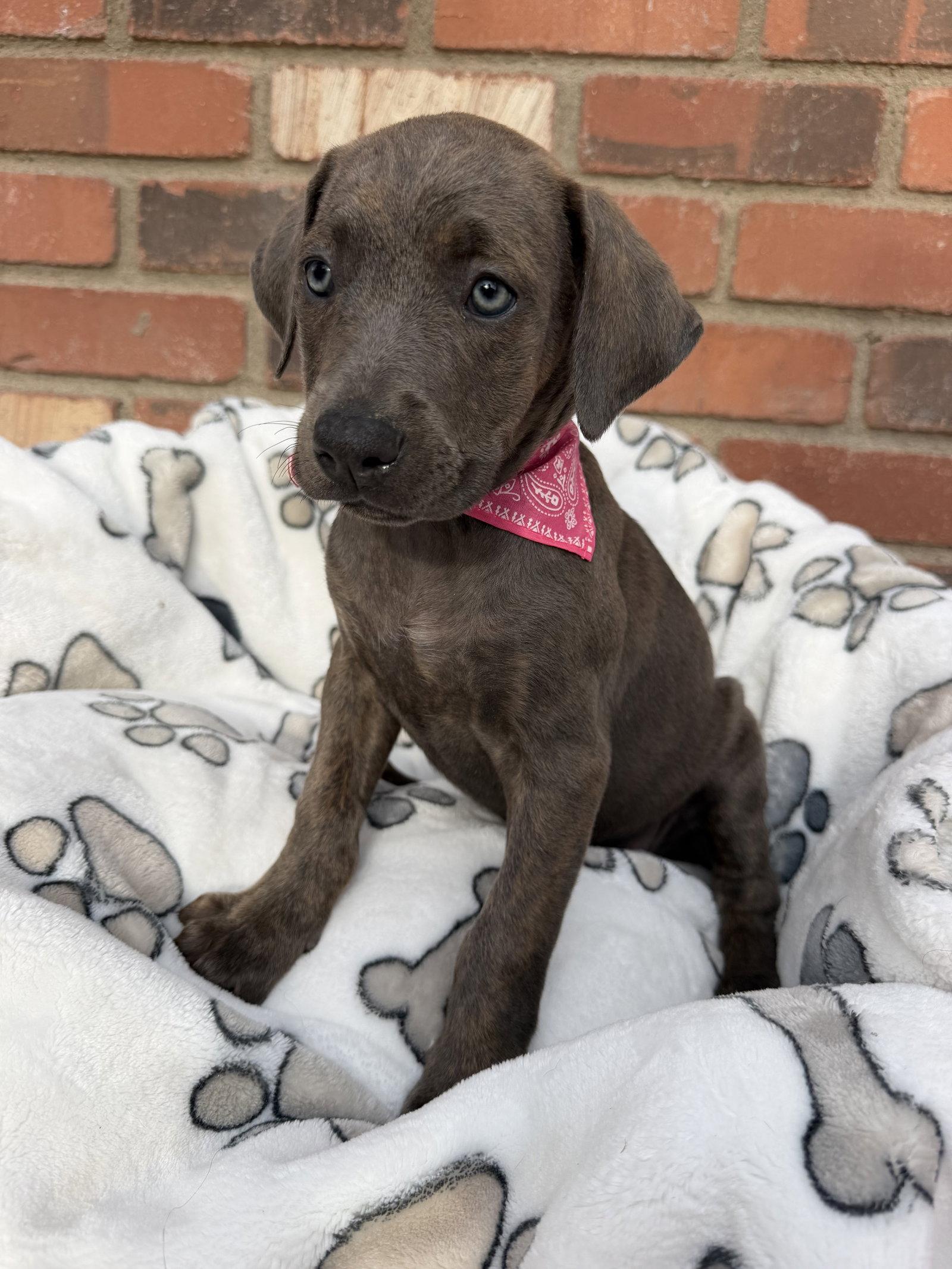 Enlarge Ariel, a Adopted Cane Corso in Glendale, AZ image 3/3