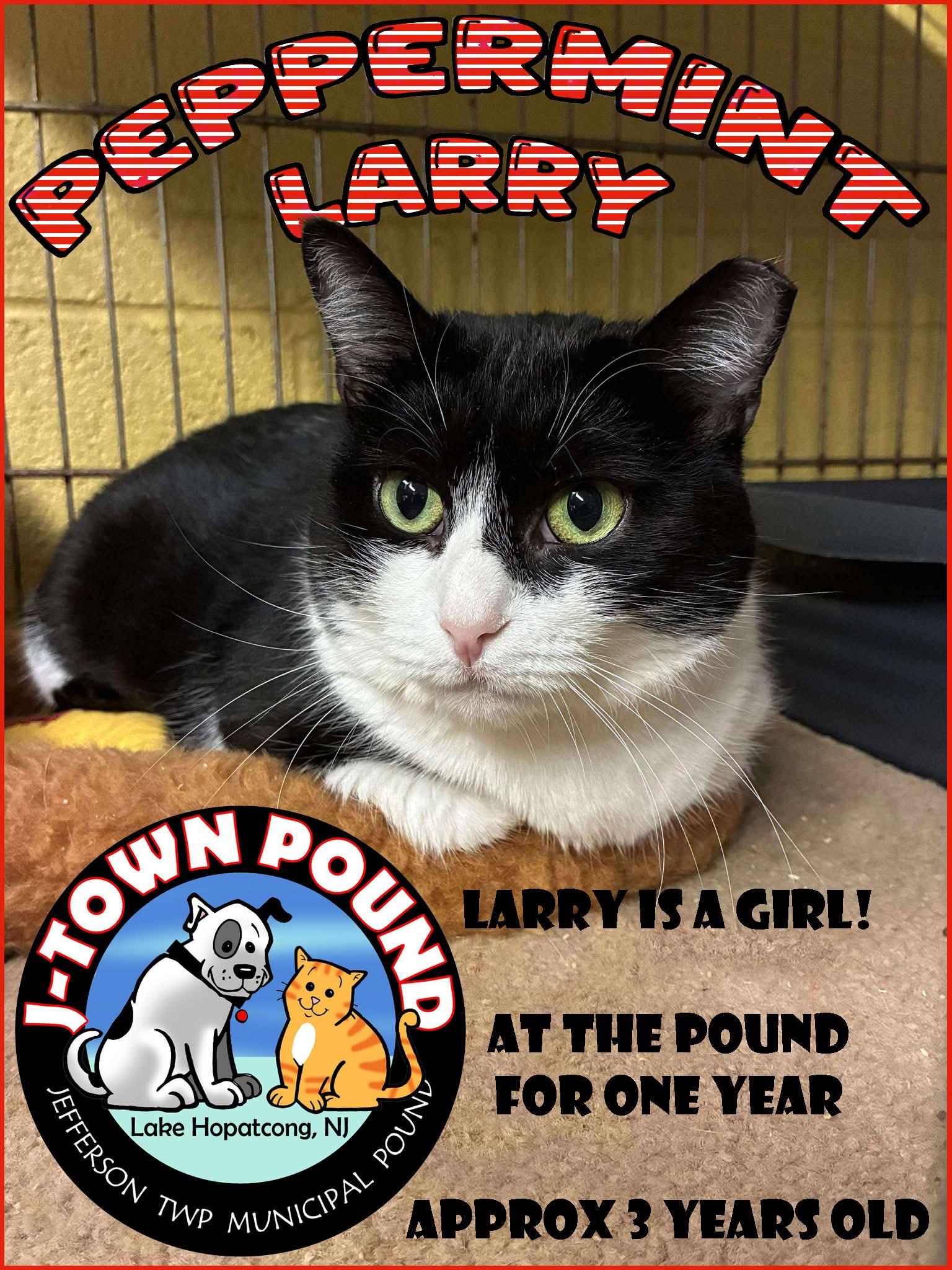 Peppermint Larry, Adoptable, Adult Female Domestic Short Hair.