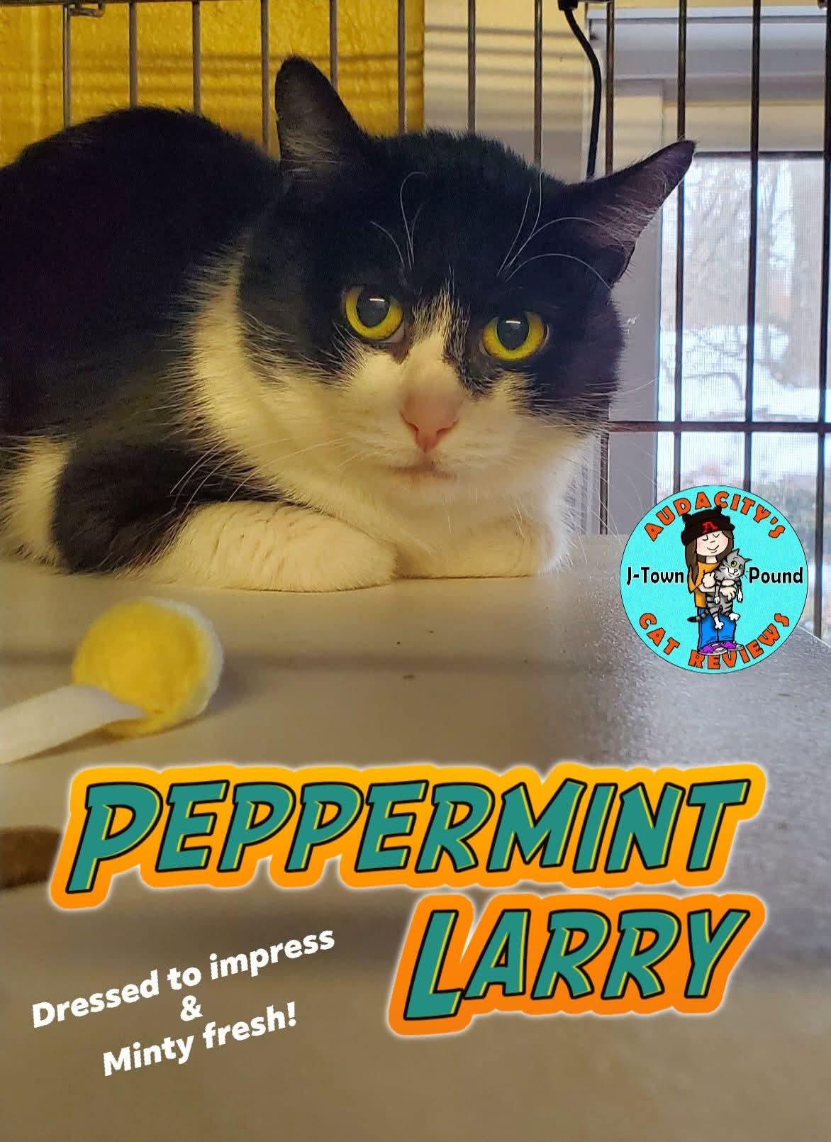 Peppermint Larry, a Adoptable Domestic Short Hair in Lake Hopatcong, NJ image 1/5