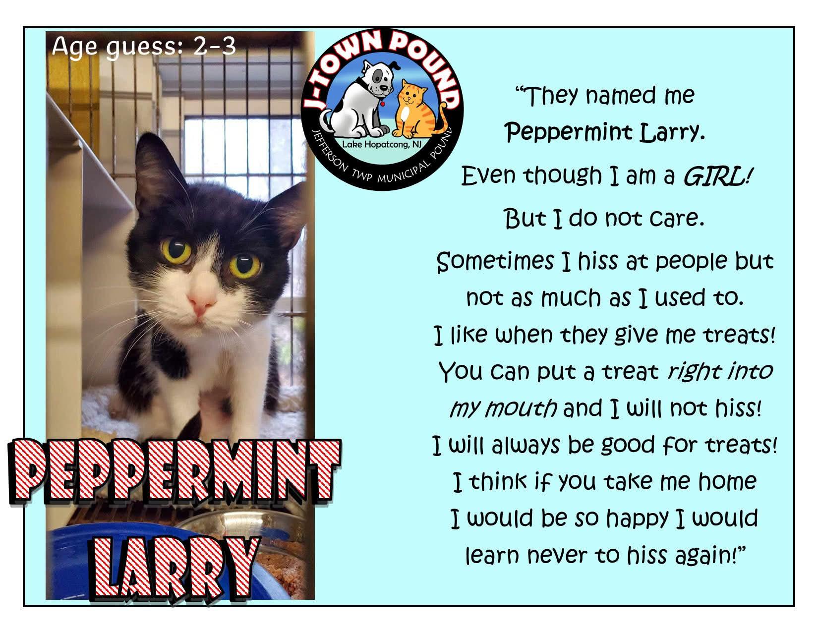 Peppermint Larry, a Adoptable Domestic Short Hair in Lake Hopatcong, NJ image 2/5