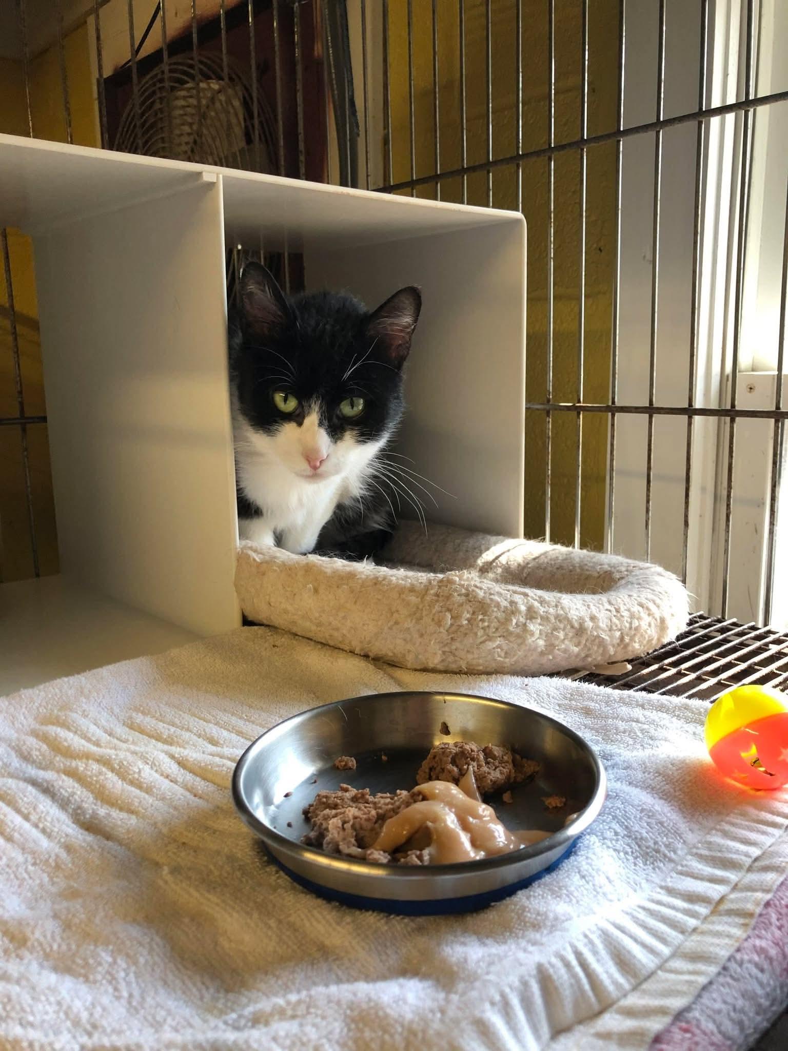 Peppermint Larry, a Adoptable Domestic Short Hair in Lake Hopatcong, NJ image 3/5