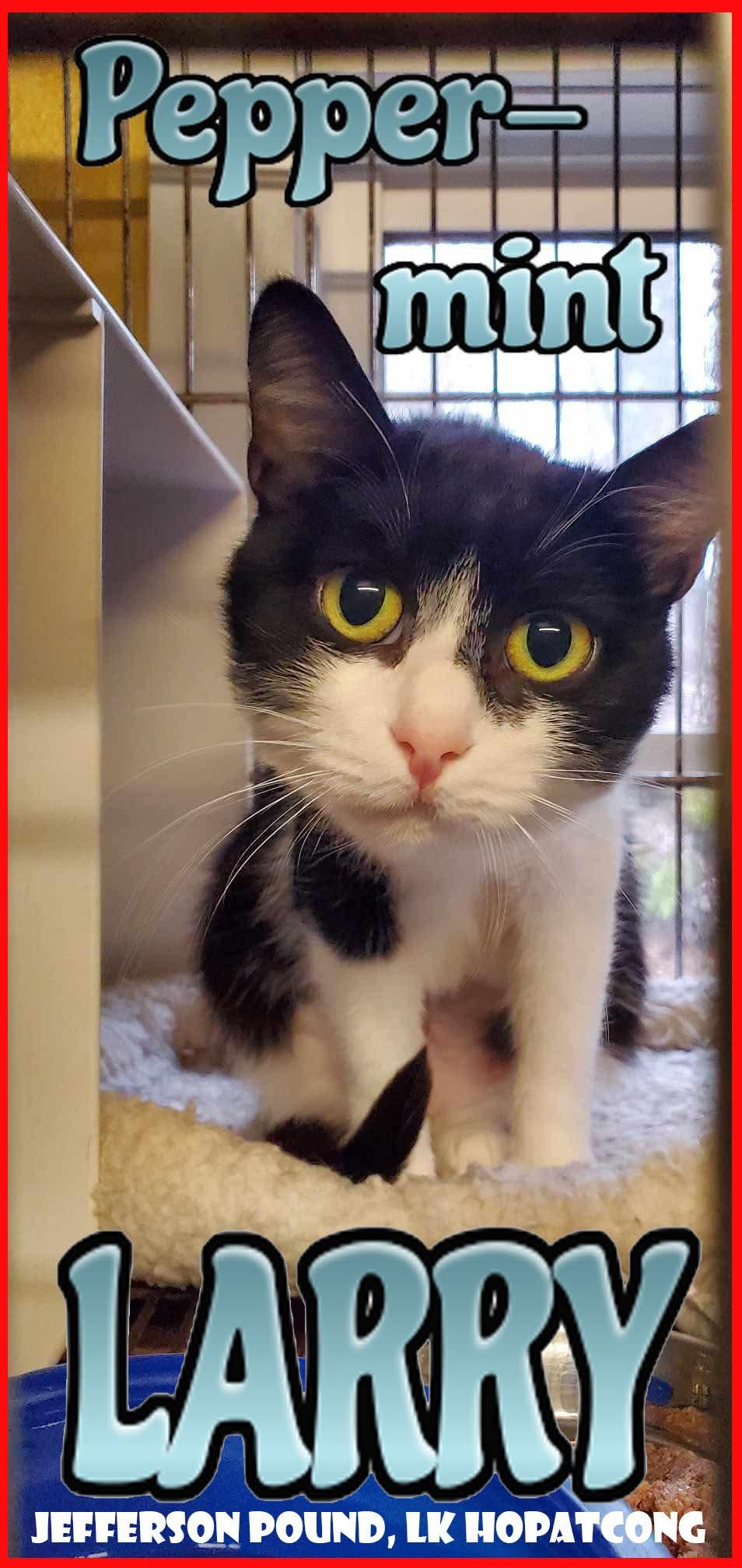 Peppermint Larry, a Adoptable Domestic Short Hair in Lake Hopatcong, NJ image 4/5