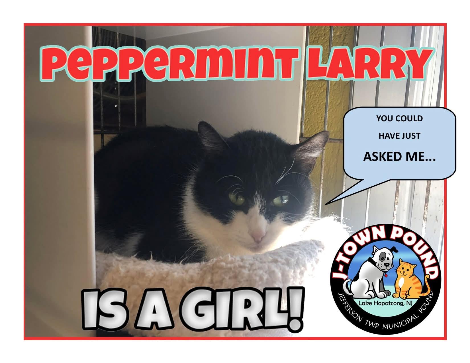 Peppermint Larry, a Adoptable Domestic Short Hair in Lake Hopatcong, NJ image 5/5